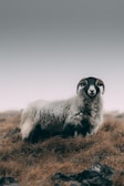 A woolly sheep with curled horns stands on a grassy, rocky hillside under a grey, overcast sky. The landscape appears remote and rugged.