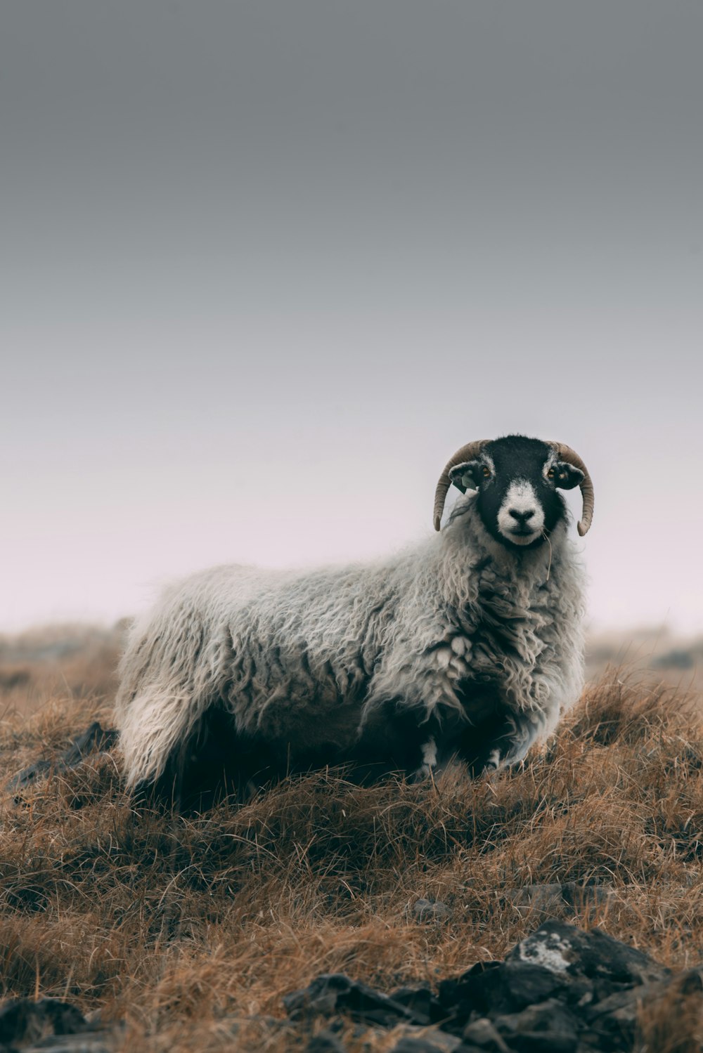 a ram standing on top of a dry grass field