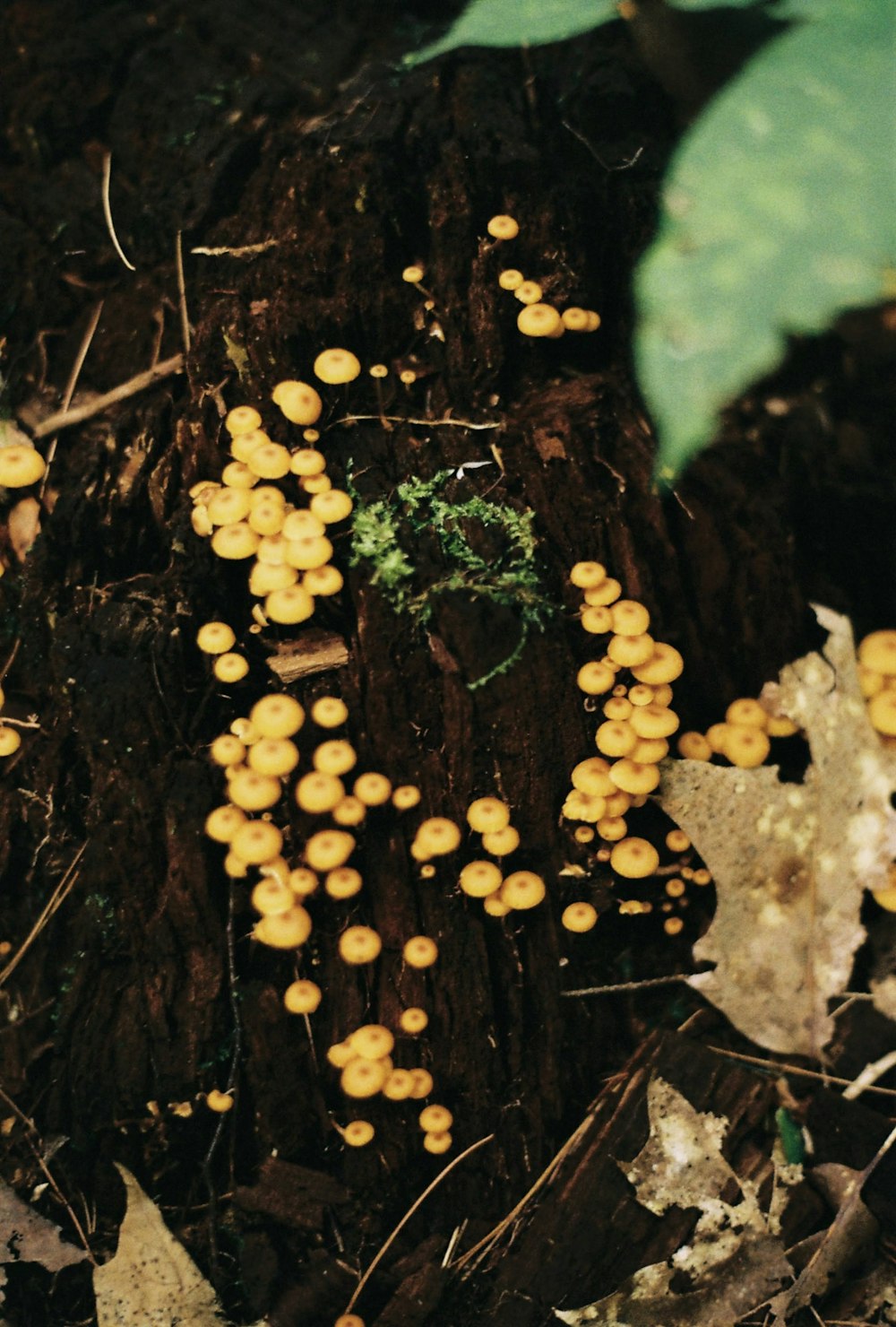 a bunch of mushrooms that are on the ground