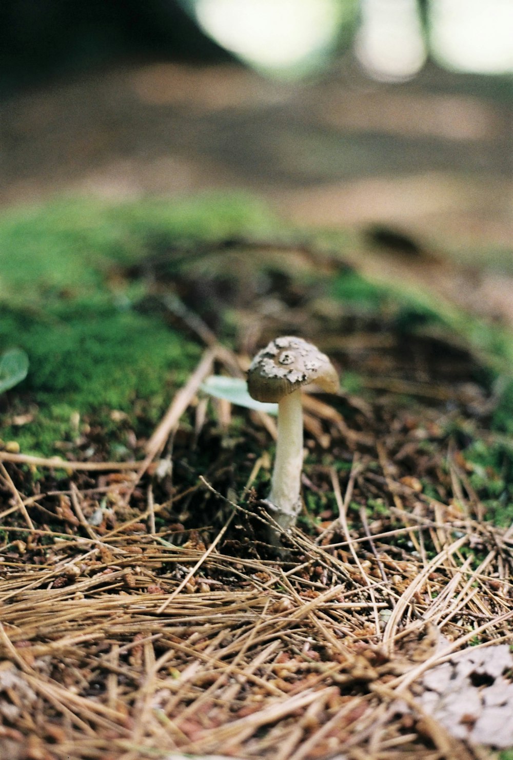 a small mushroom sitting on top of a pile of grass