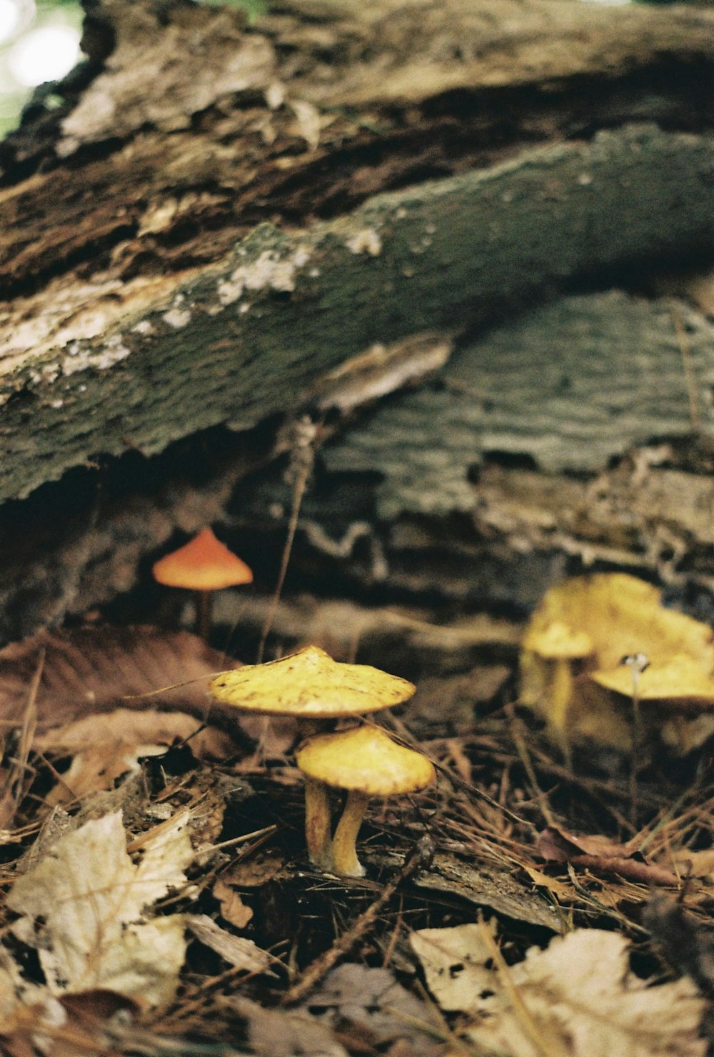 a group of mushrooms sitting on the ground
