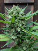 Close-up of vibrant THC cannabis flowers glistening with trichomes.