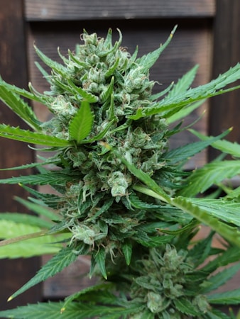 A close-up view of a cannabis plant featuring dense clusters of flowers covered with small, sticky trichomes. The surrounding leaves are spiky with serrated edges. The plant is positioned against a wooden background, highlighting its vibrant green colors.