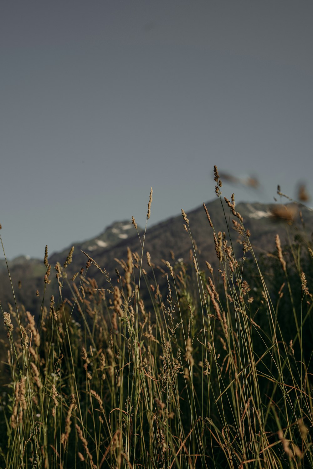 a field of tall grass with a mountain in the background