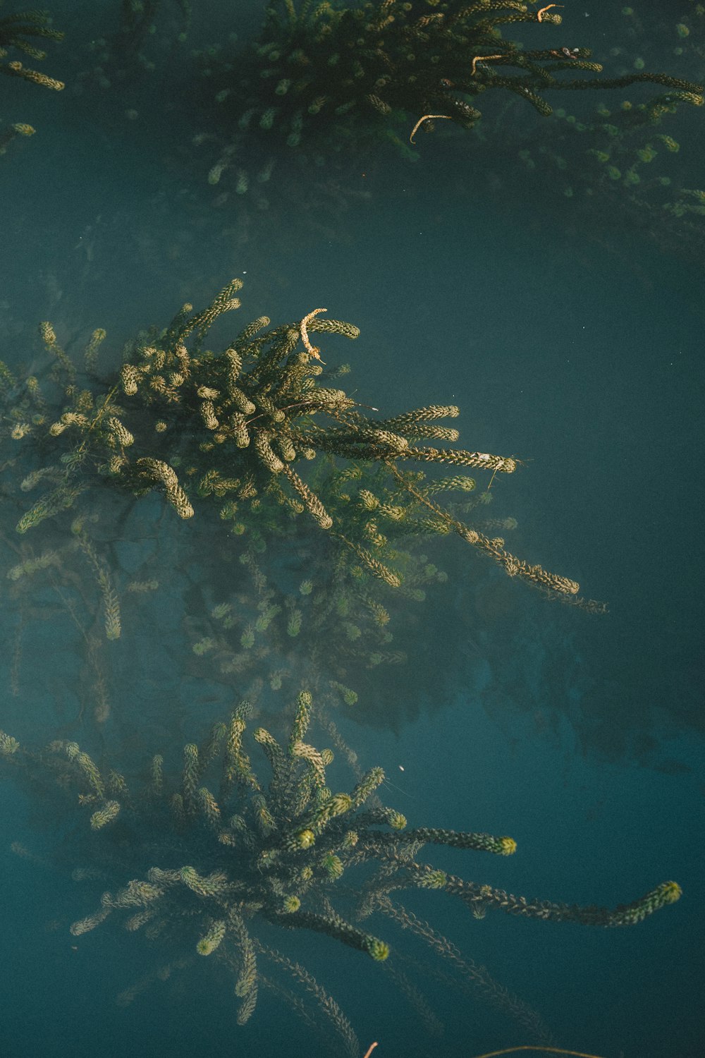 a bunch of plants floating in a body of water