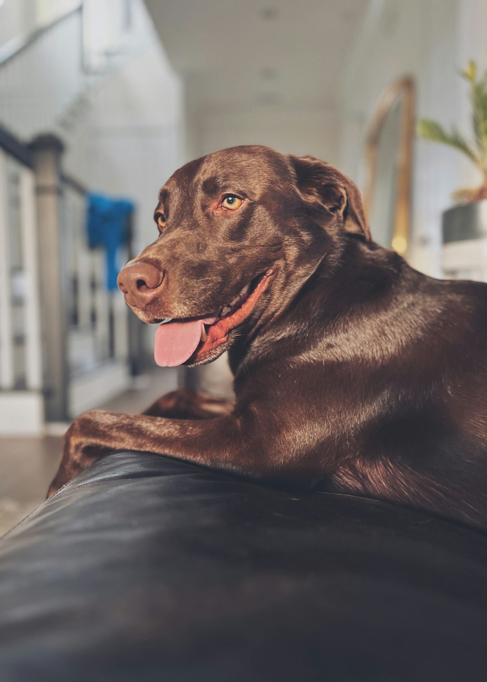 a large brown dog laying on top of a black couch