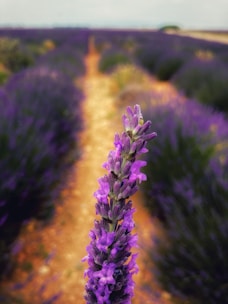 Close-up of a blooming lavender field with a candle glowing nearby