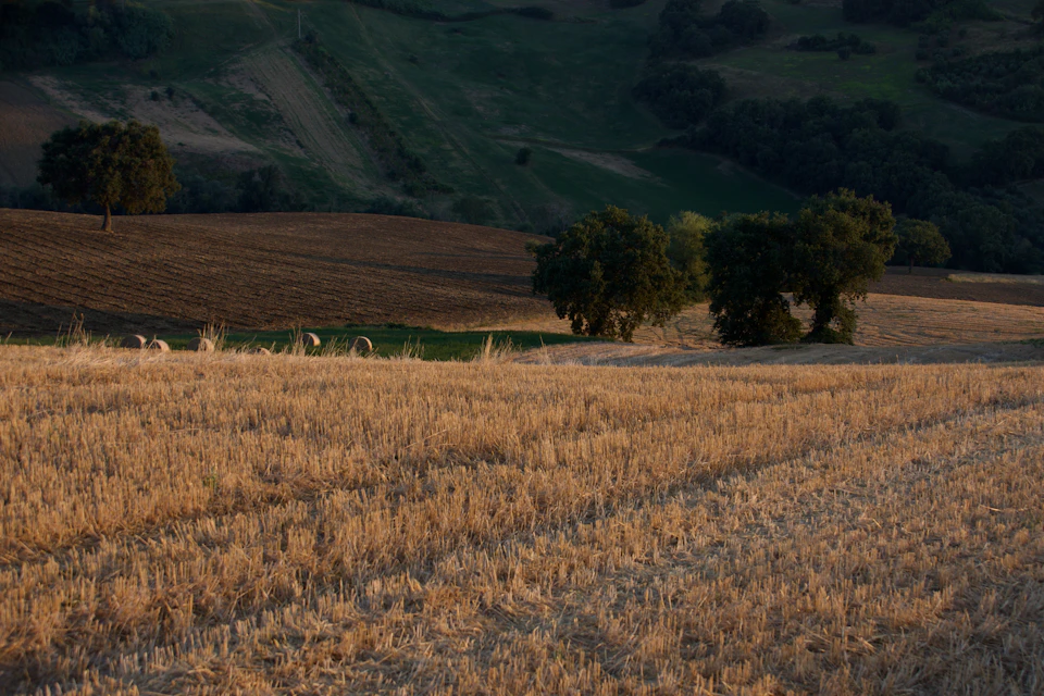 The image depicts a serene rural landscape with a large, open field blanketed by dry grass that sways gently in the breeze. In the distance, three trees stand tall against the horizon line, adding depth to the scene. The sky above is painted in shades of light blue, providing a beautiful backdrop for the natural beauty below.