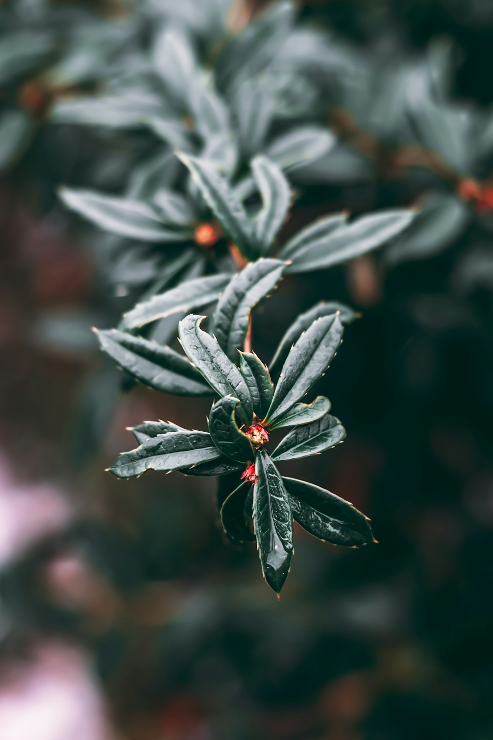 a plant with green leaves and red berries