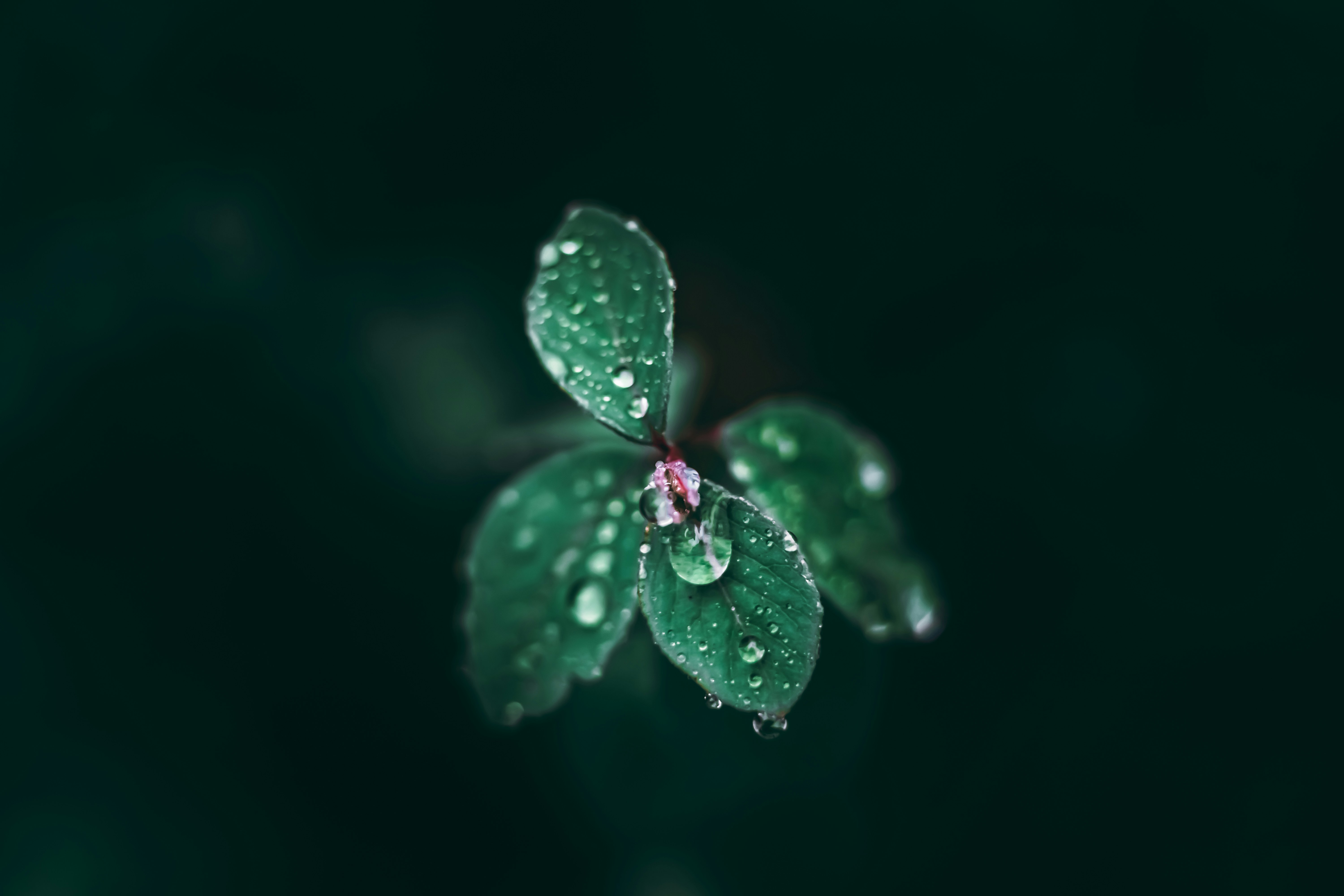 Photo by wojtekpaczes