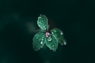 A close-up of vibrant green garden plants with water droplets from irrigation.
