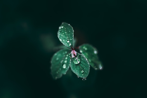 A close-up of vibrant green garden plants with water droplets from irrigation.