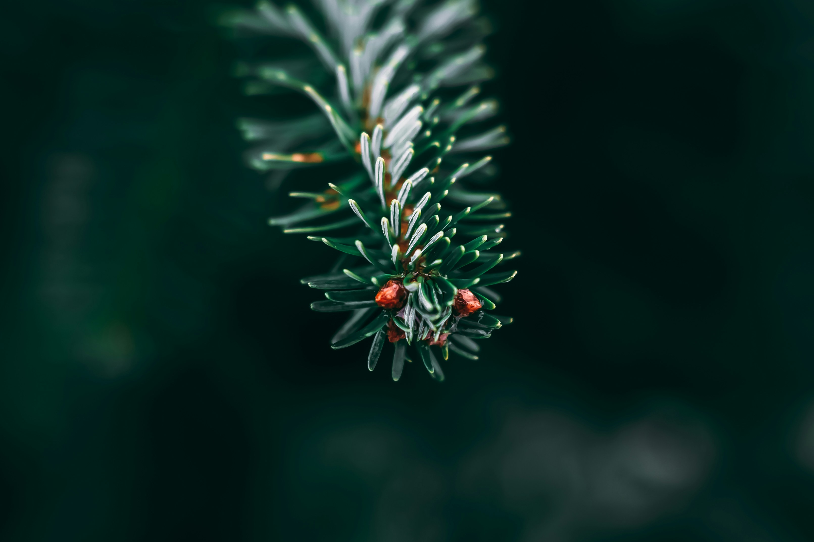 Photo by wojtekpaczes