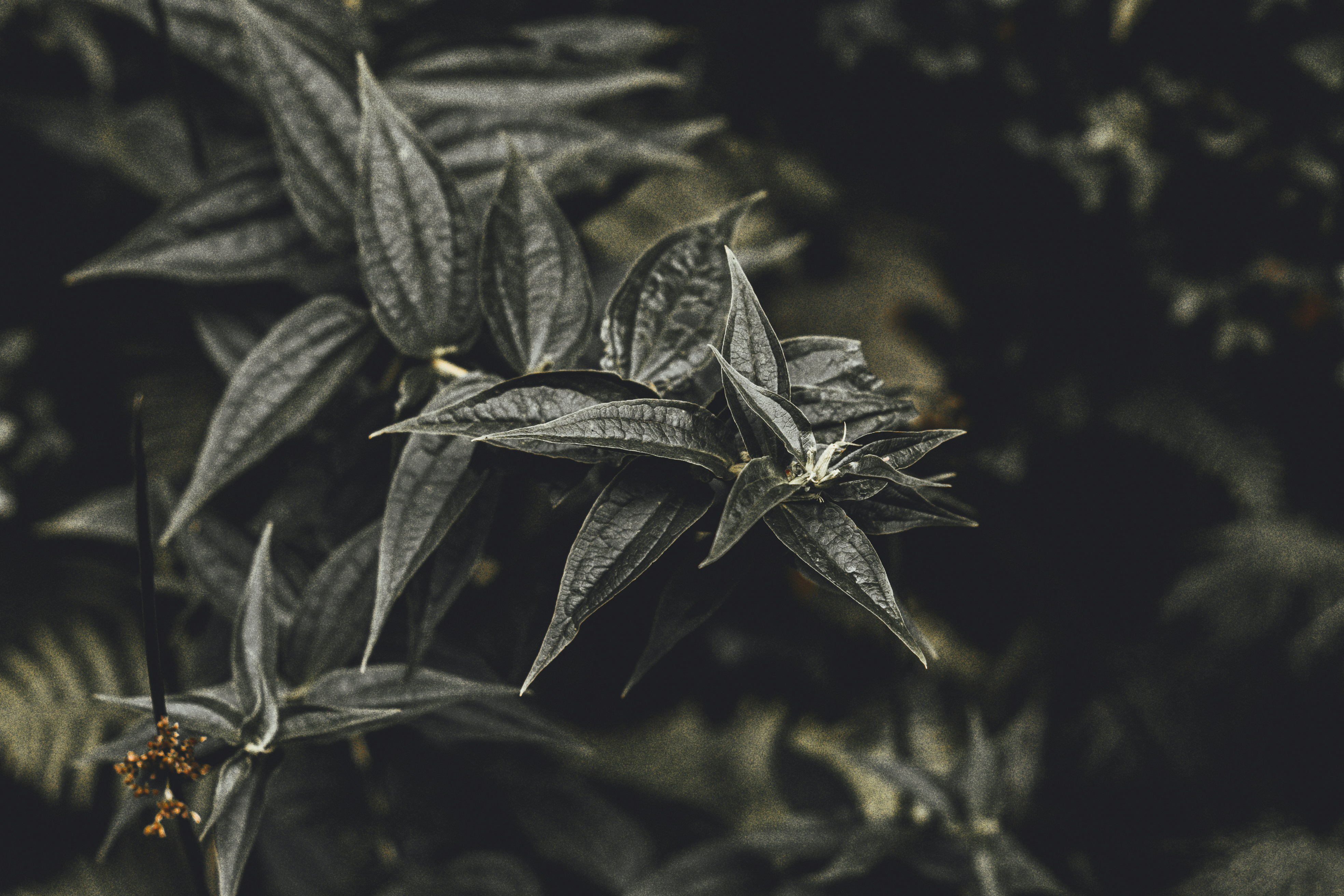 Black and white photo of a plant