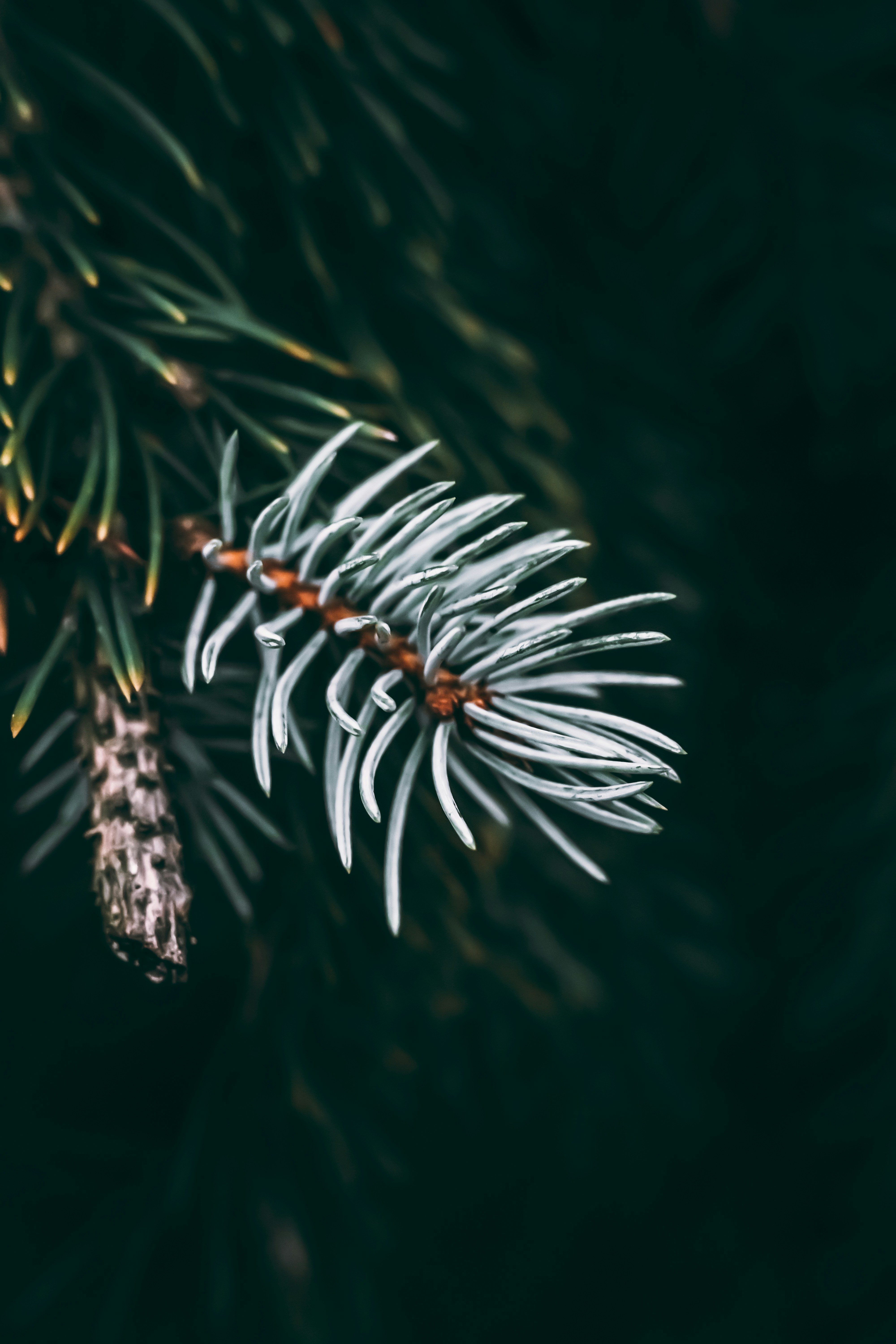 Photo by wojtekpaczes