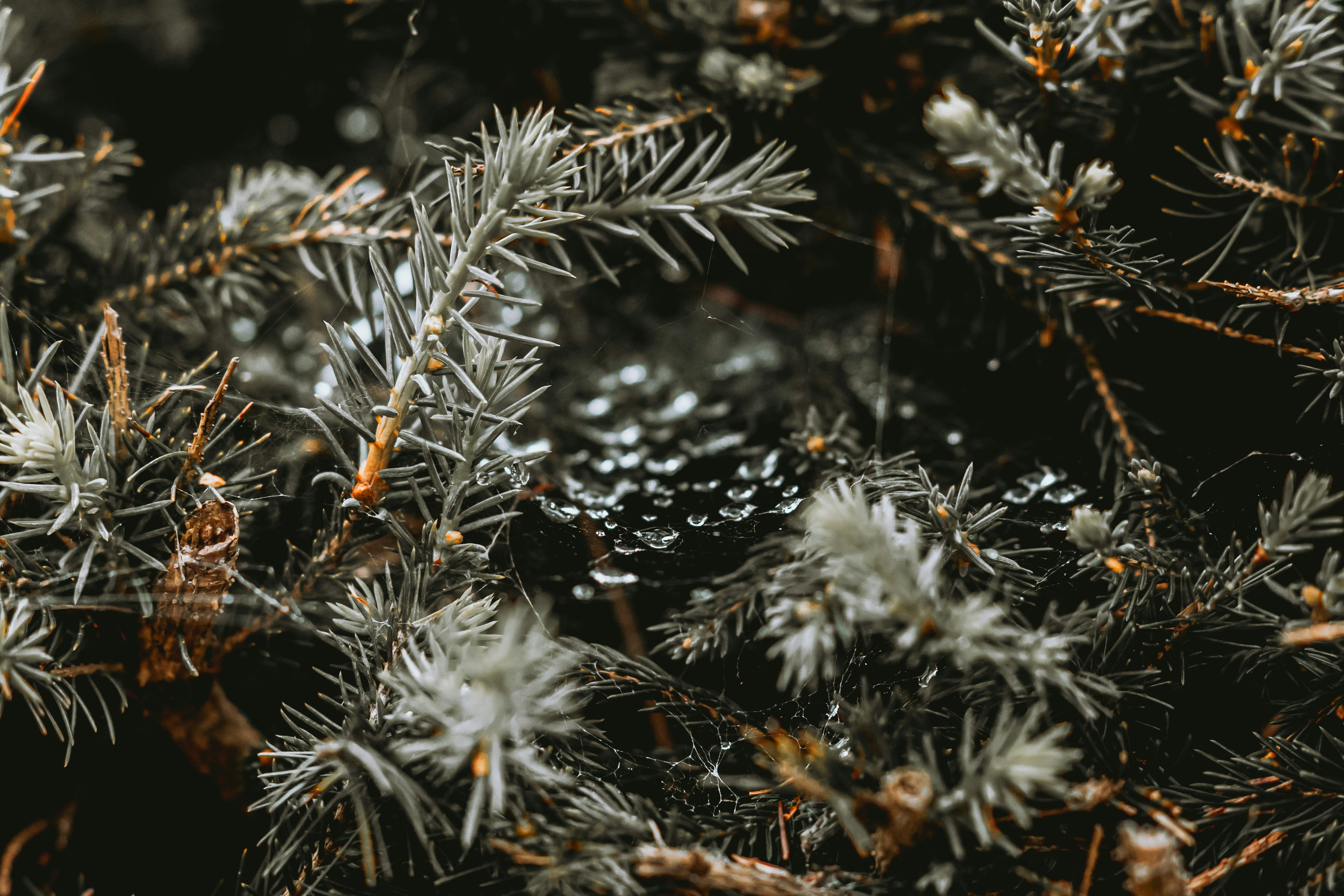 Photo by wojtekpaczes