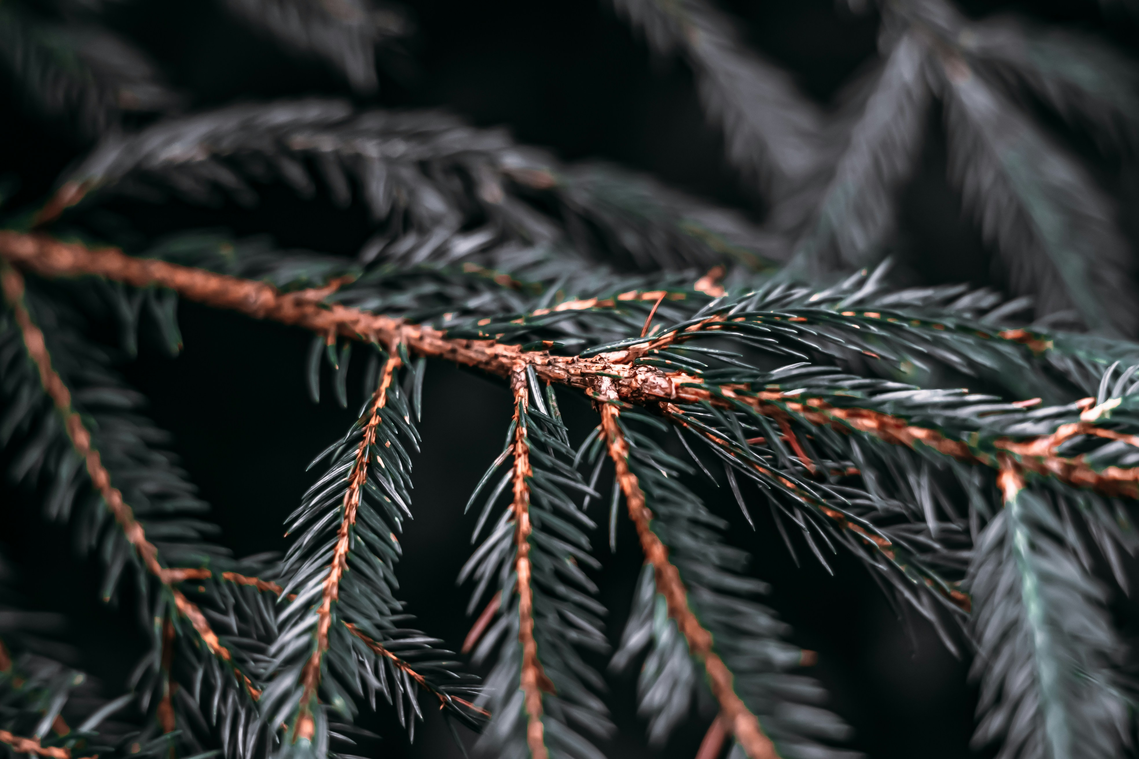 Photo by wojtekpaczes