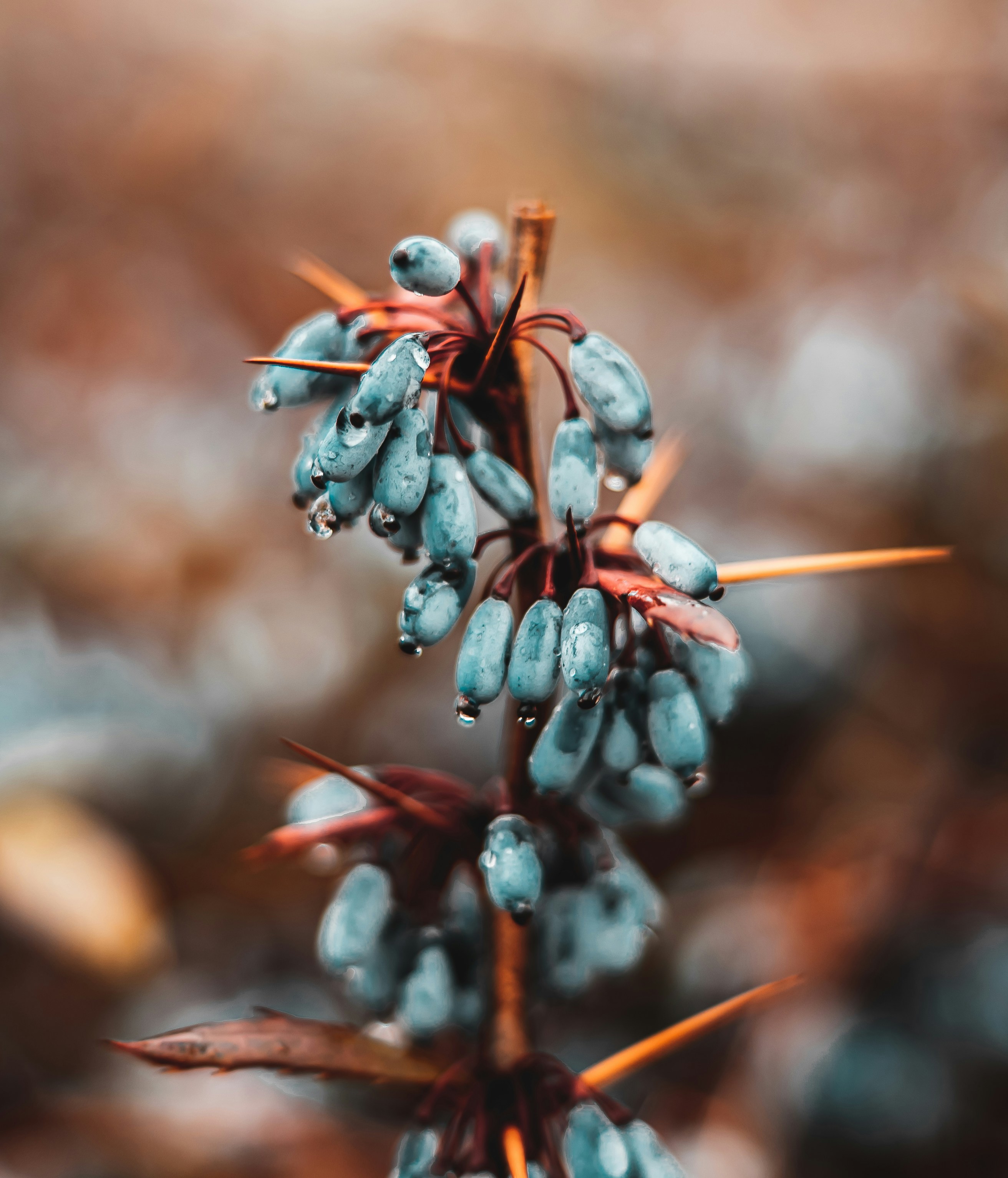 Tropical Spice Garden photo 2