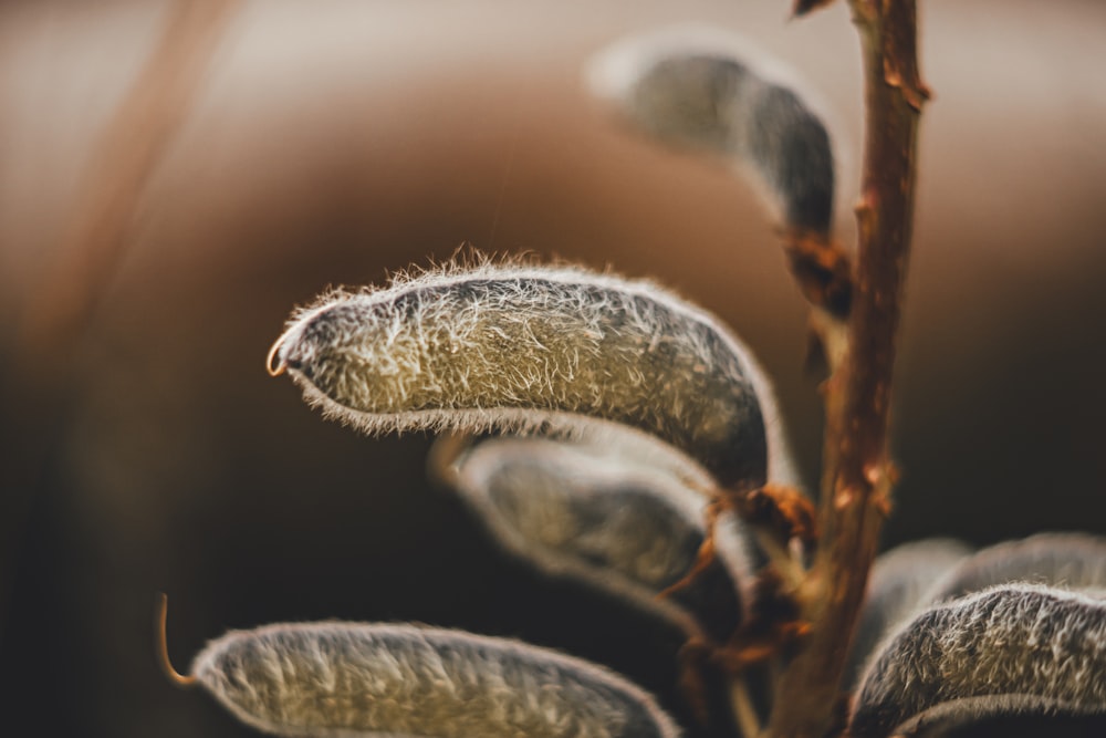 a close up of a plant with lots of leaves