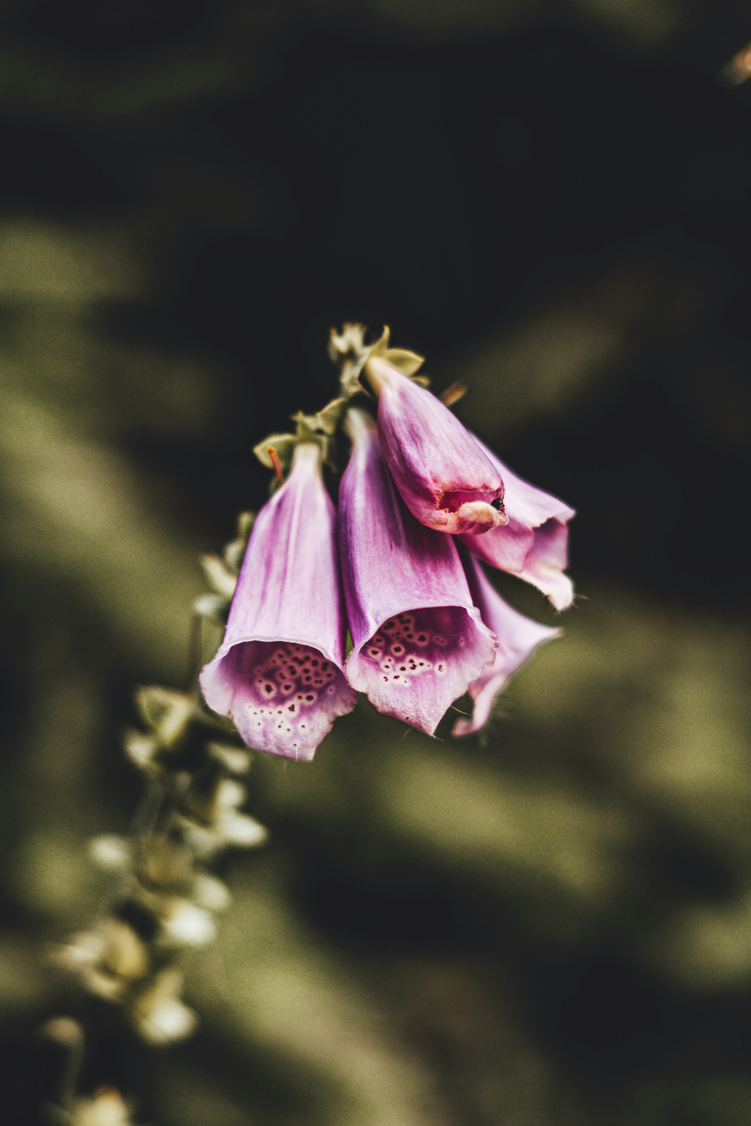 Photo by wojtekpaczes