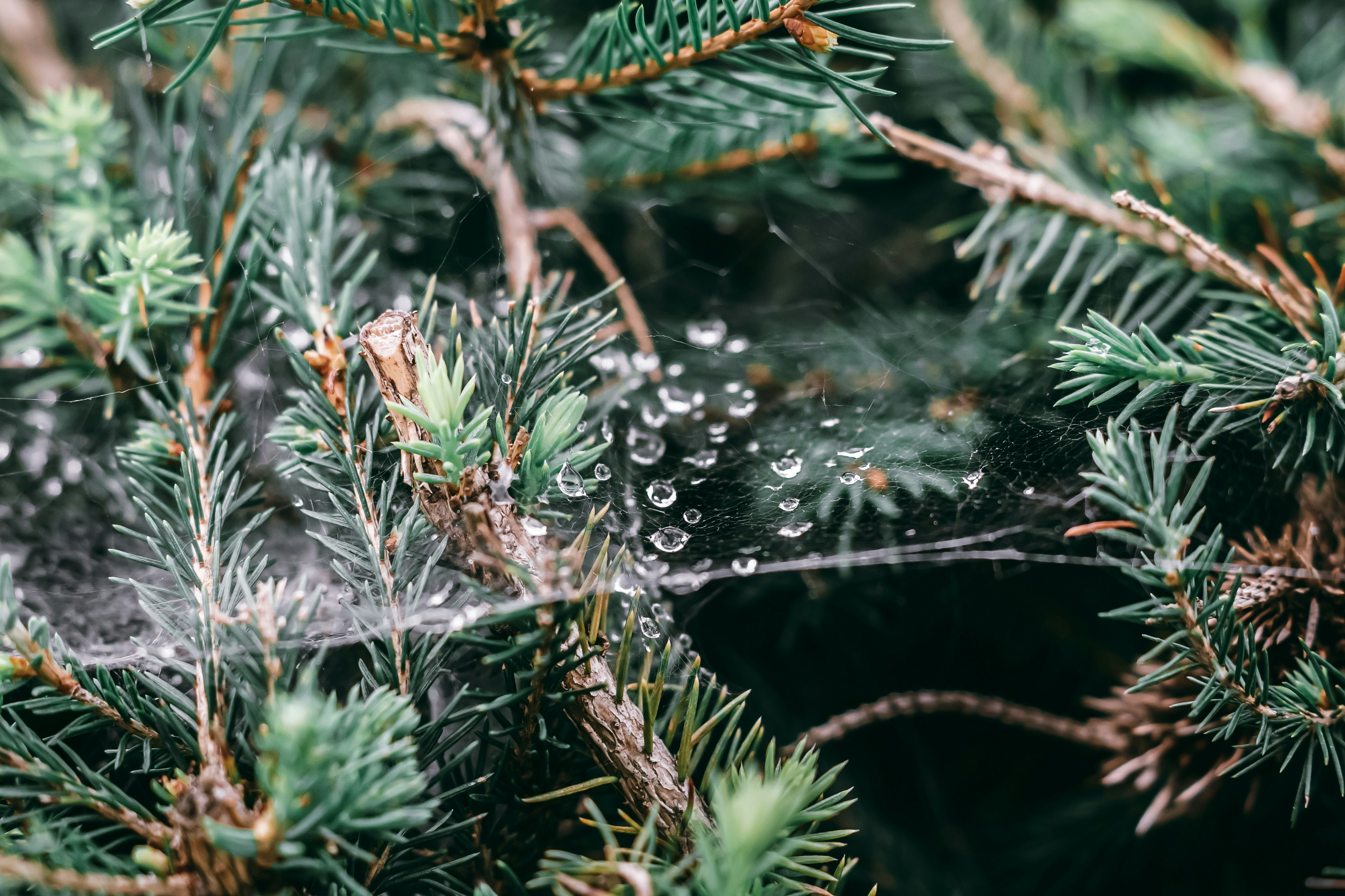 a close up of a pine tree with water droplets