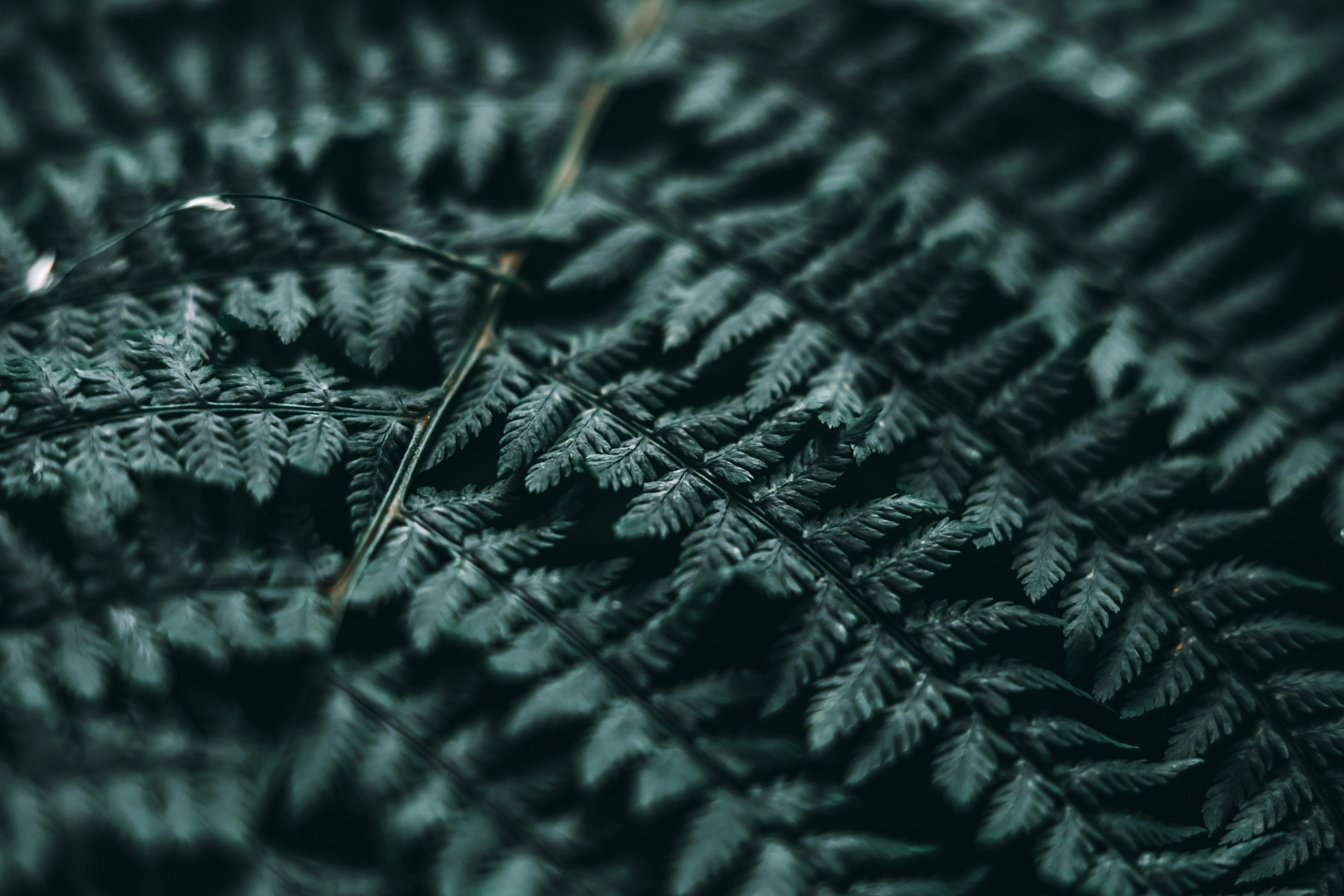 Photo by wojtekpaczes