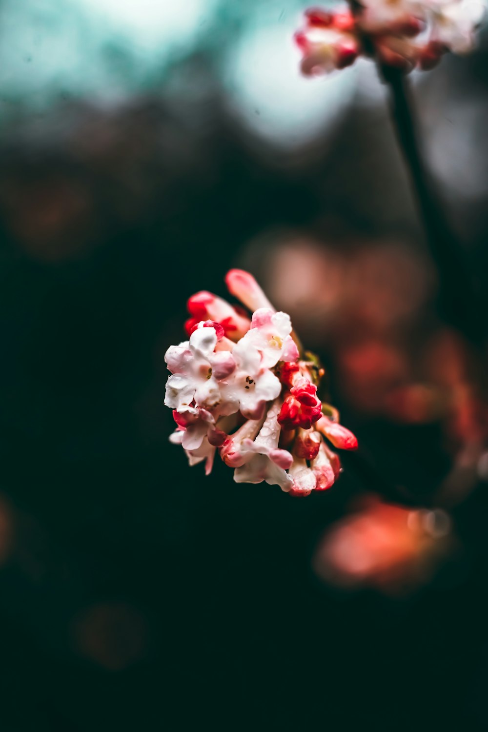 a close up of a flower with blurry background