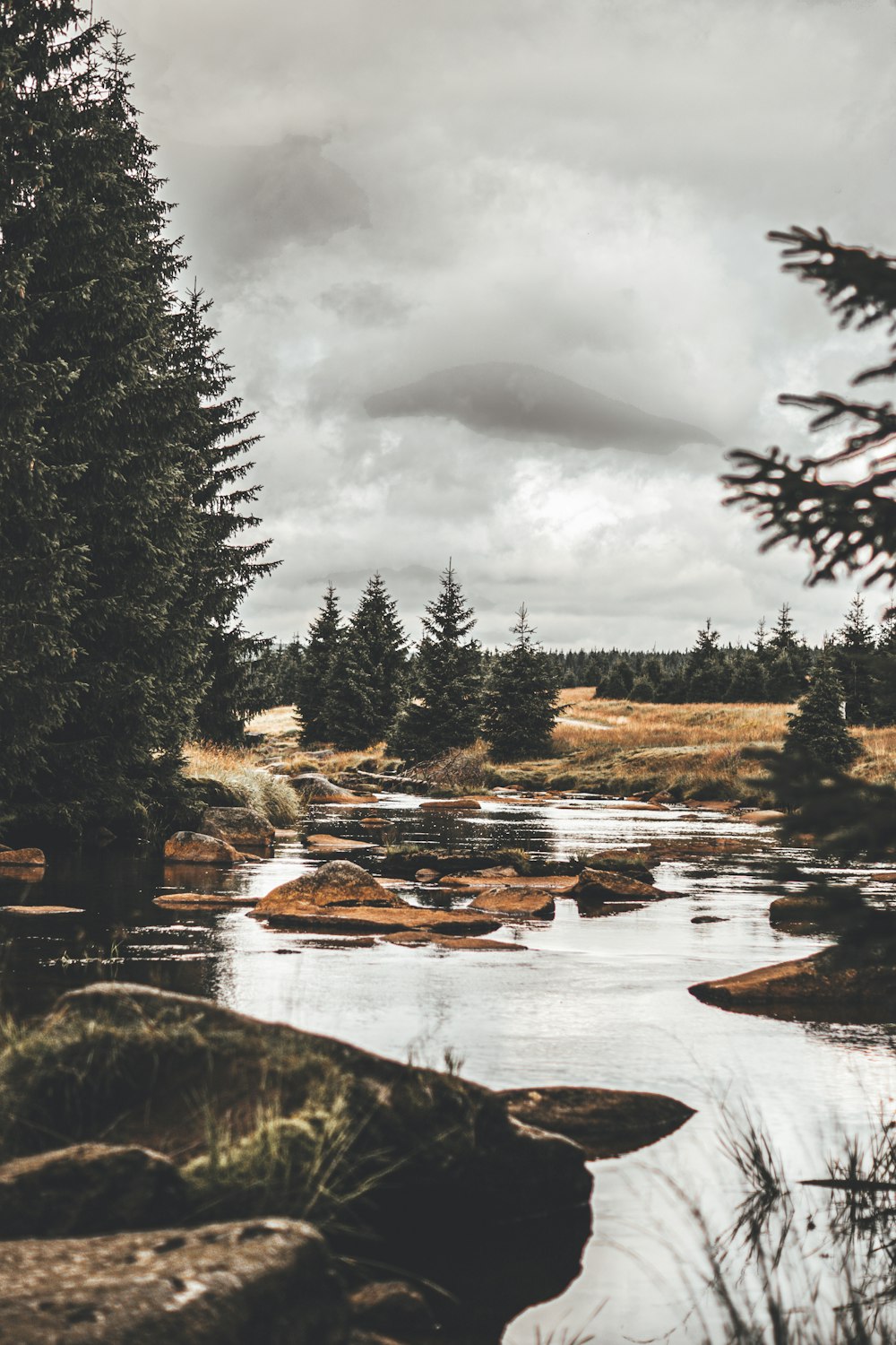 a river running through a forest under a cloudy sky