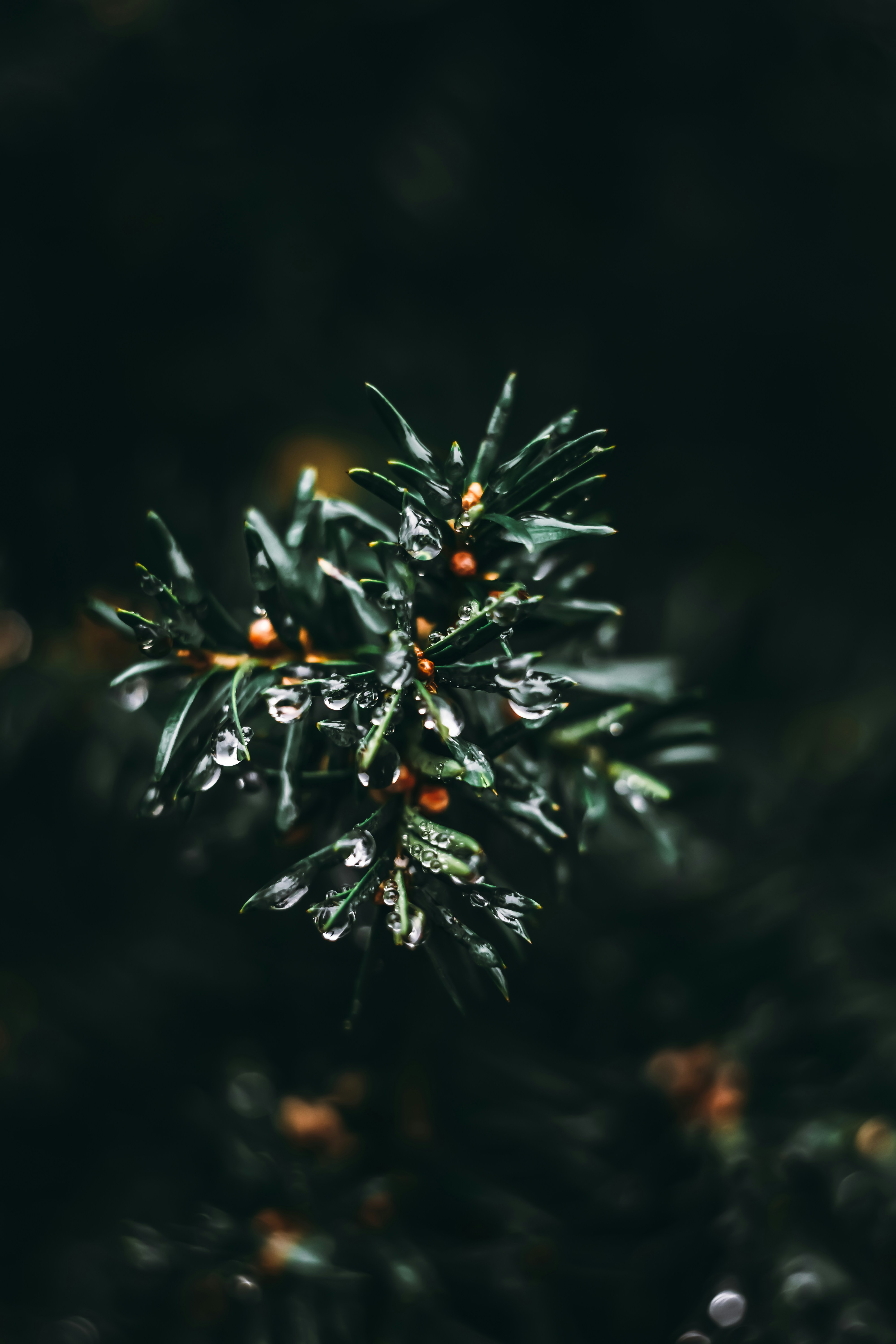 Photo by wojtekpaczes