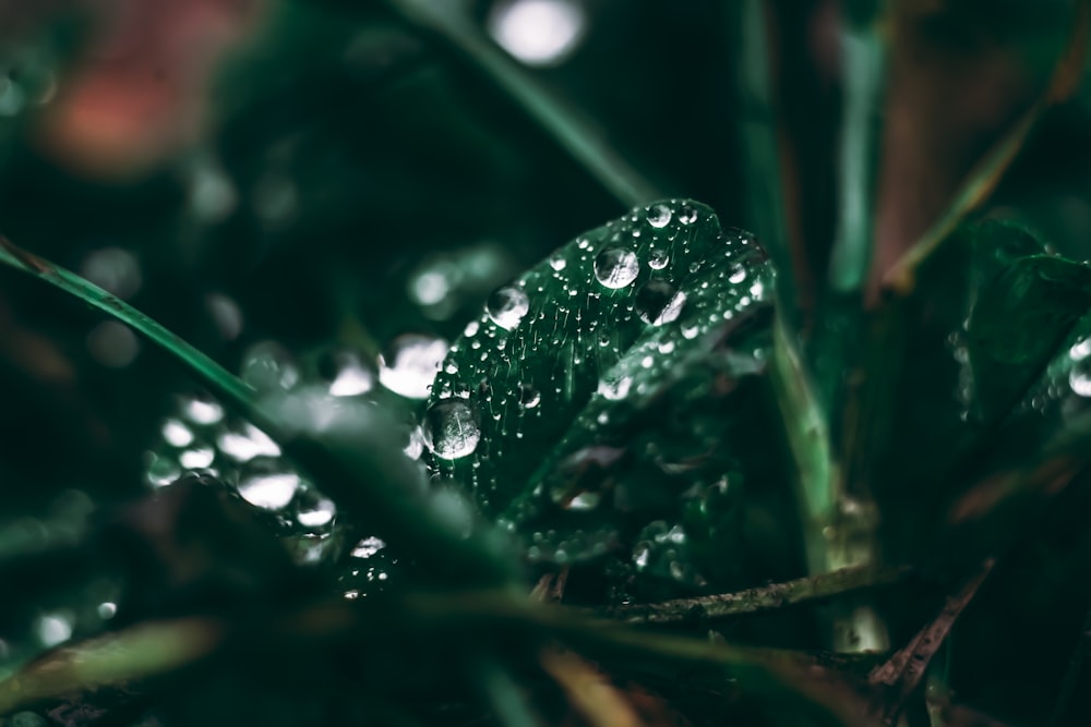 a close up of a plant with water droplets on it