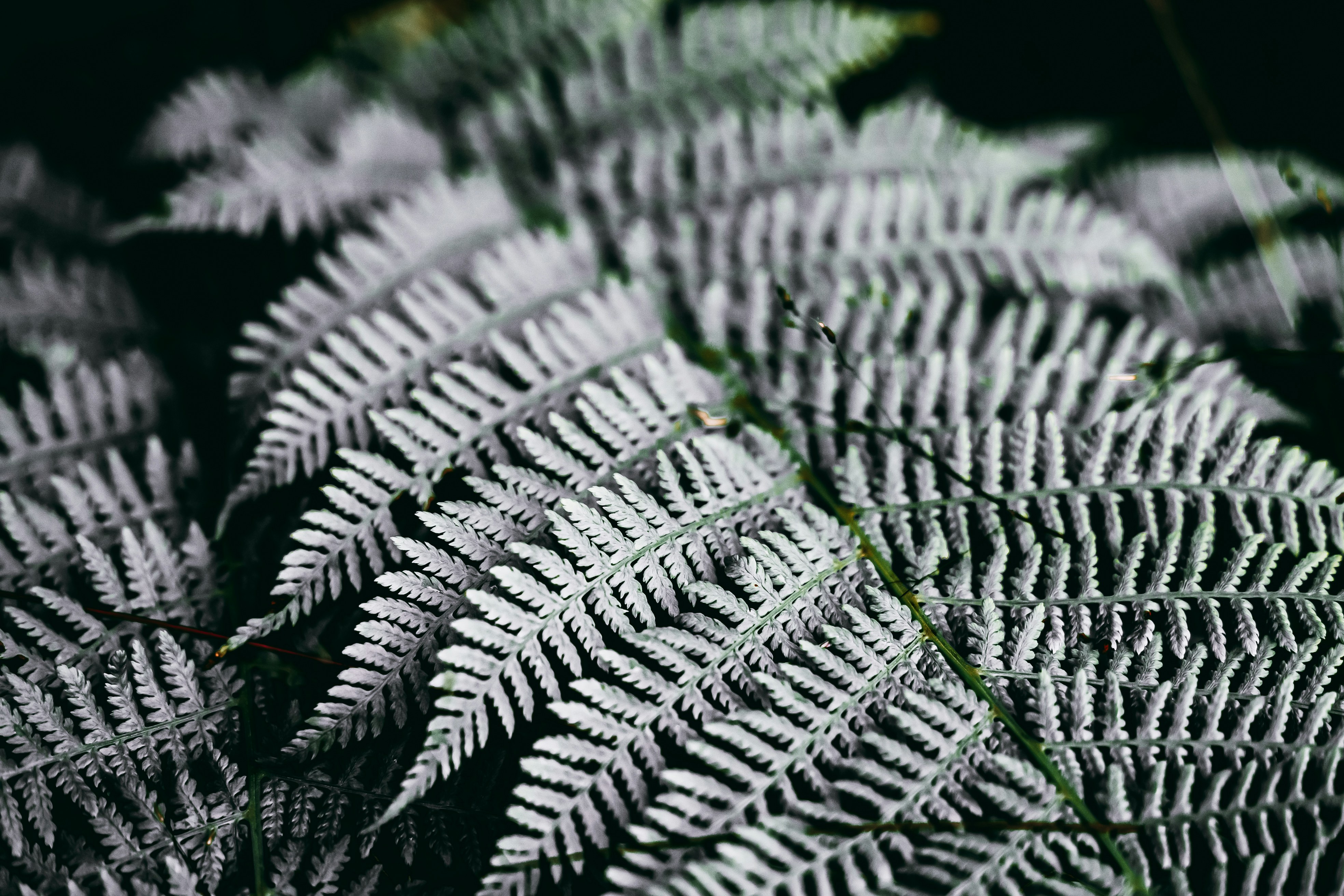 Photo by wojtekpaczes