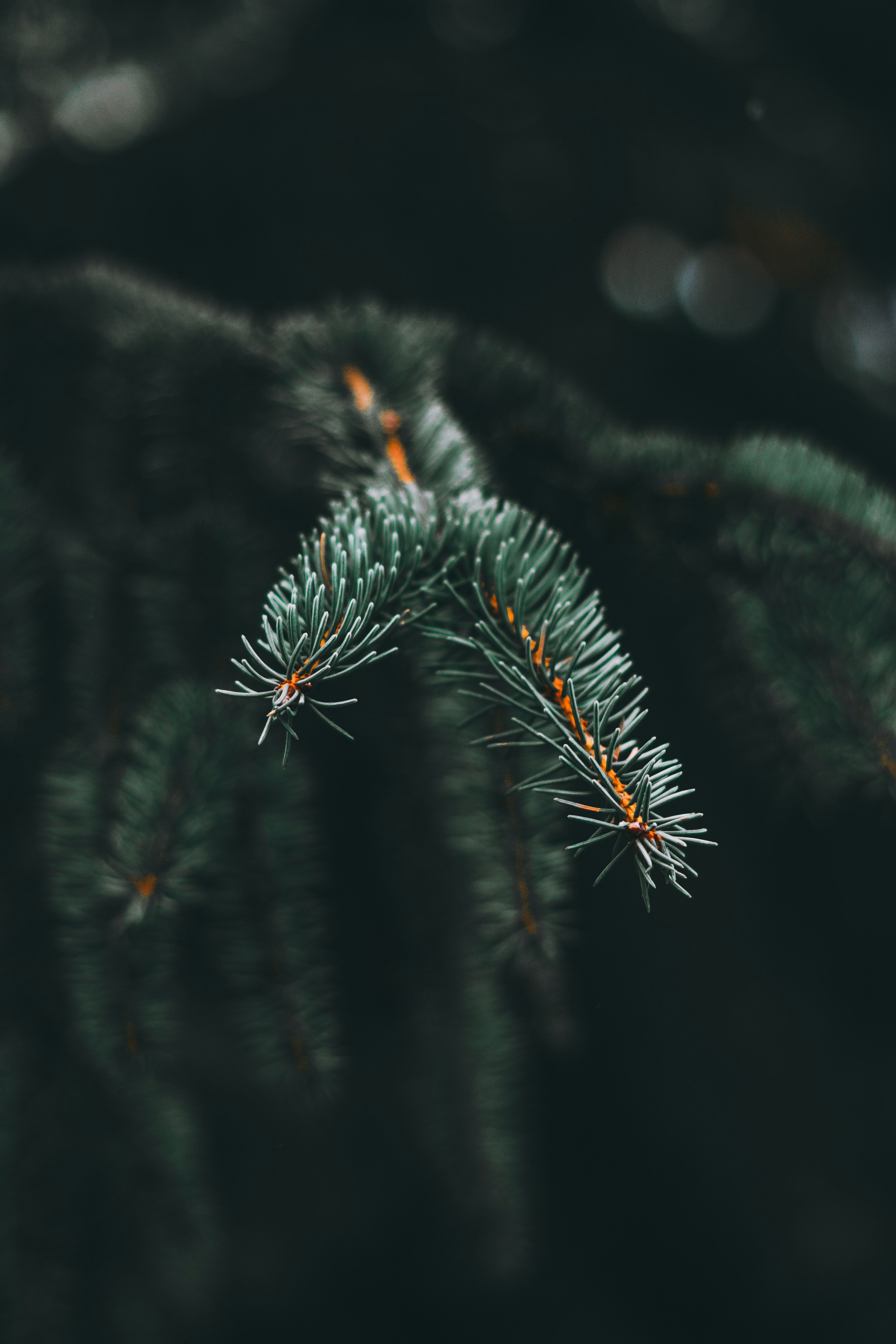 Photo by wojtekpaczes