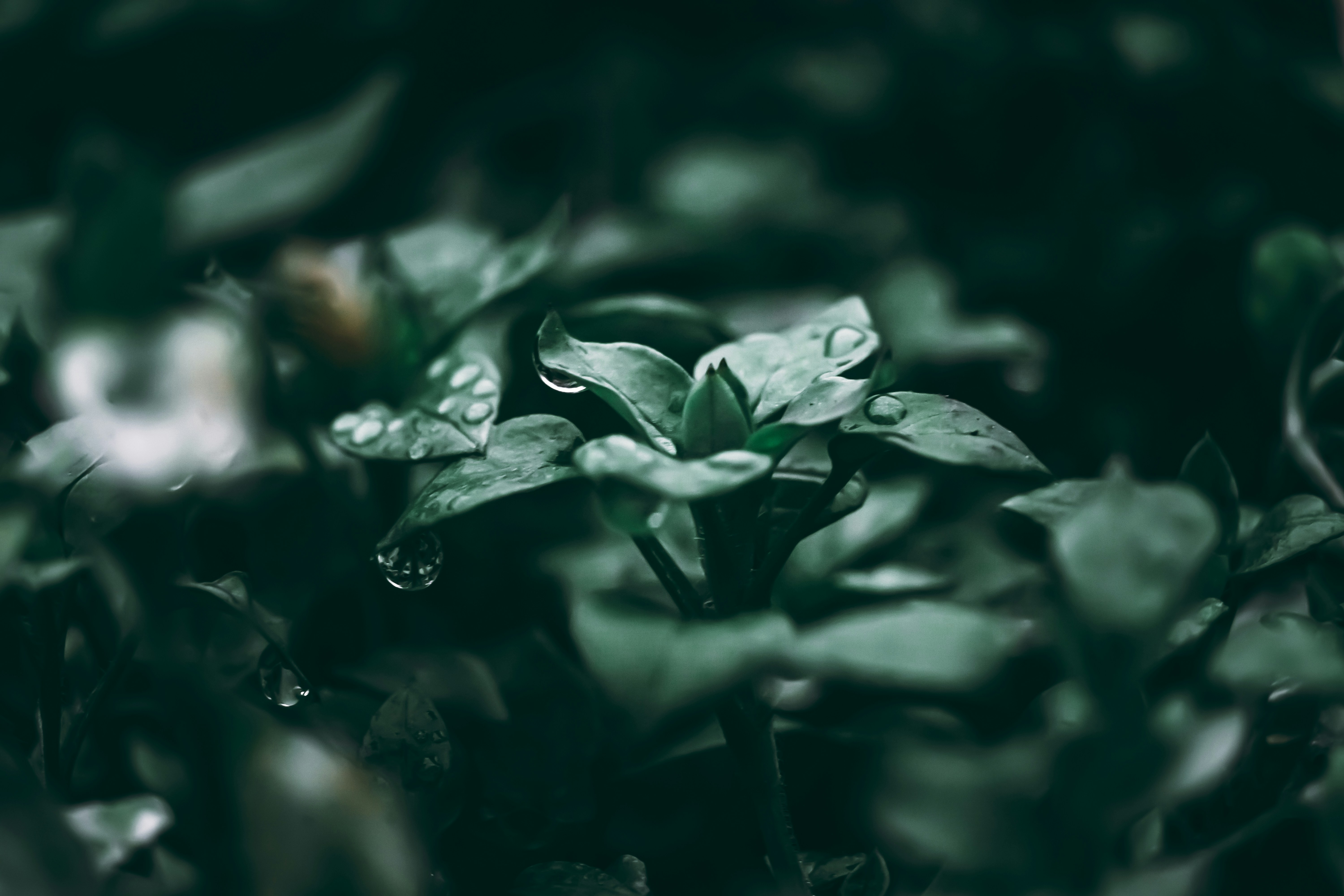 Photo by wojtekpaczes