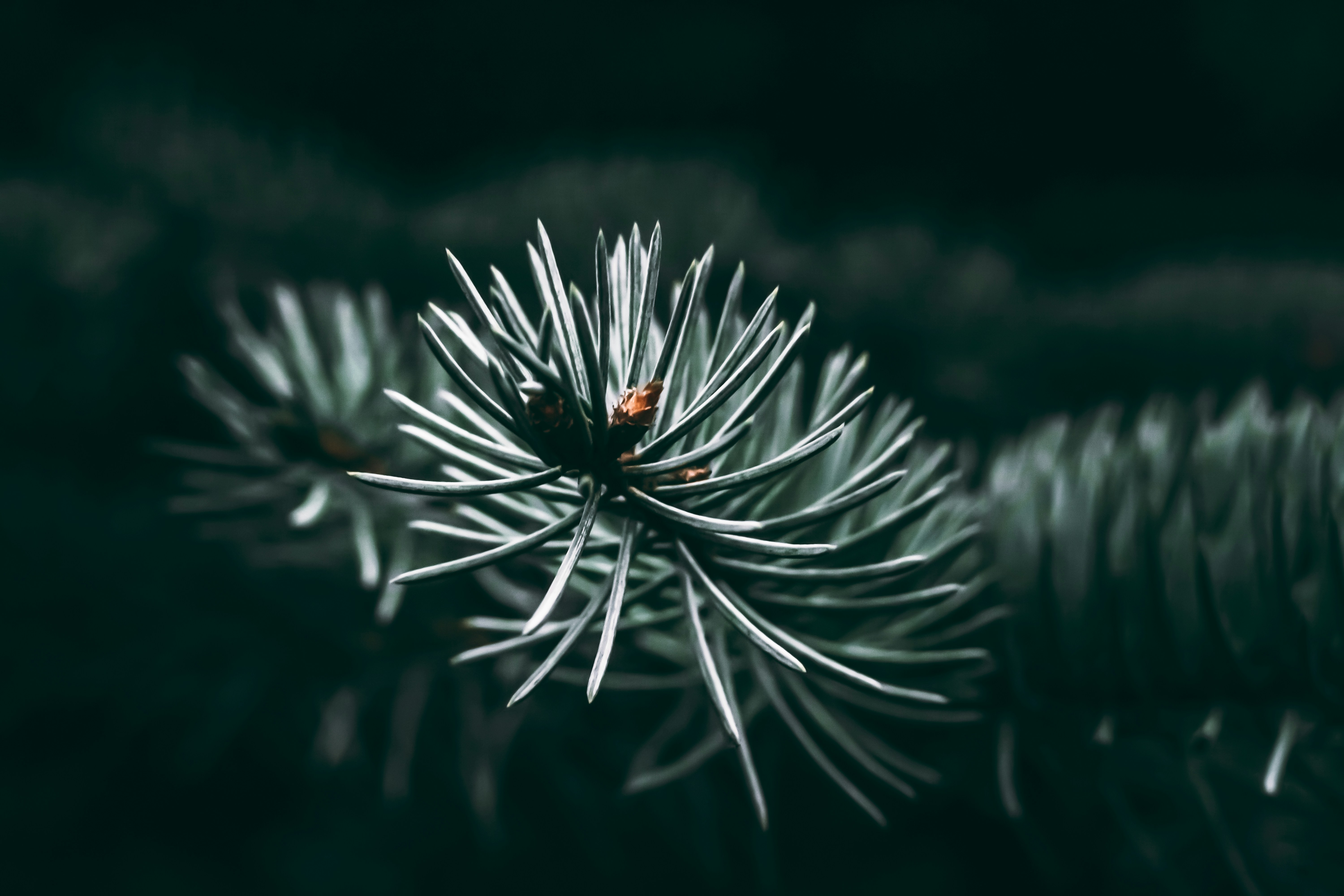 Photo by wojtekpaczes