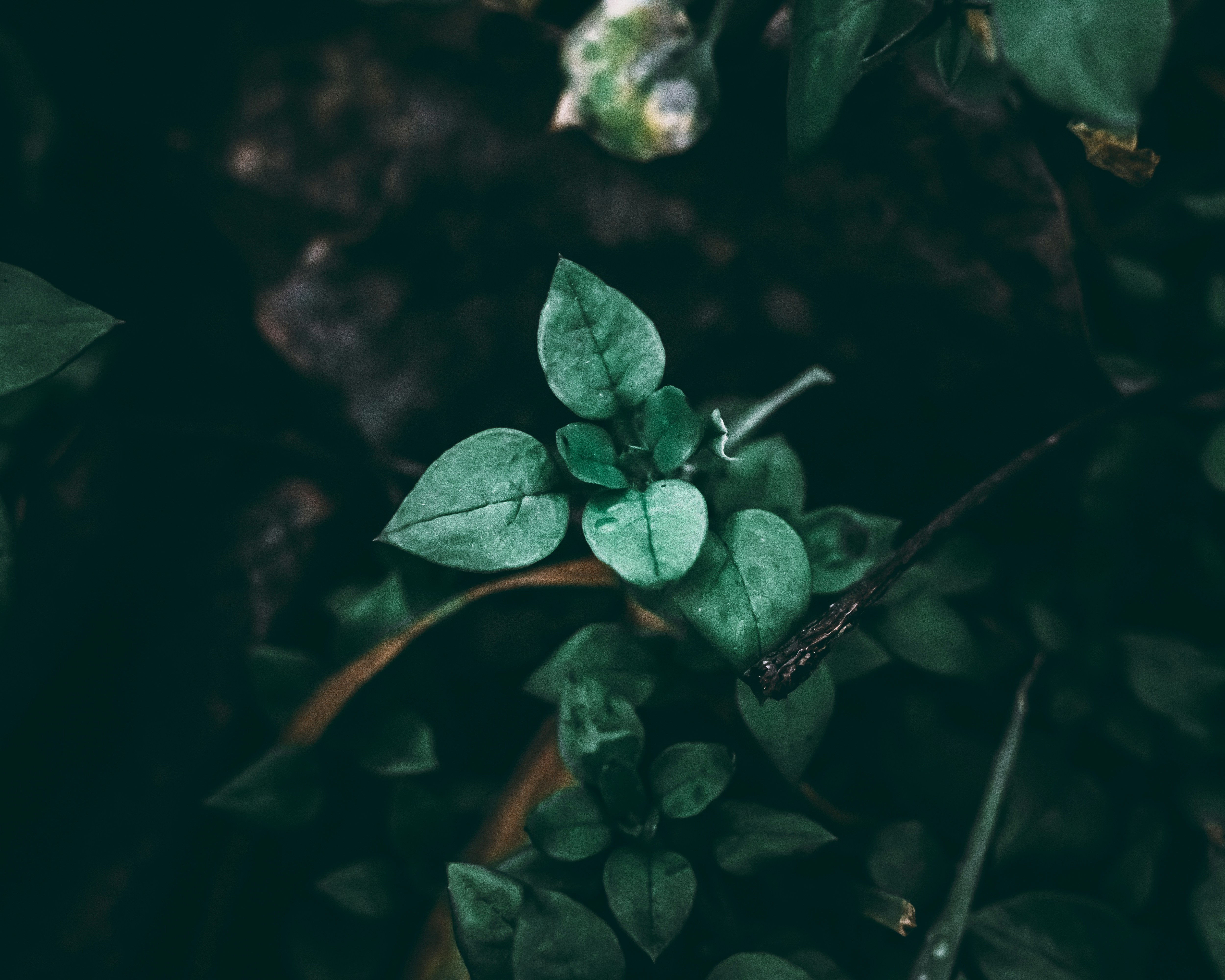 Photo by wojtekpaczes