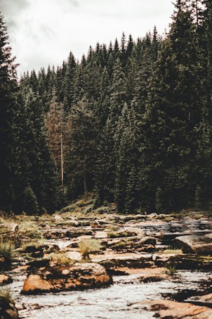 A dense forest of towering evergreen trees lines the background, with a clear stream flowing through rocky terrain in the foreground. The natural setting is tranquil and untouched, with a mix of green foliage and the earthy tones of rocks.