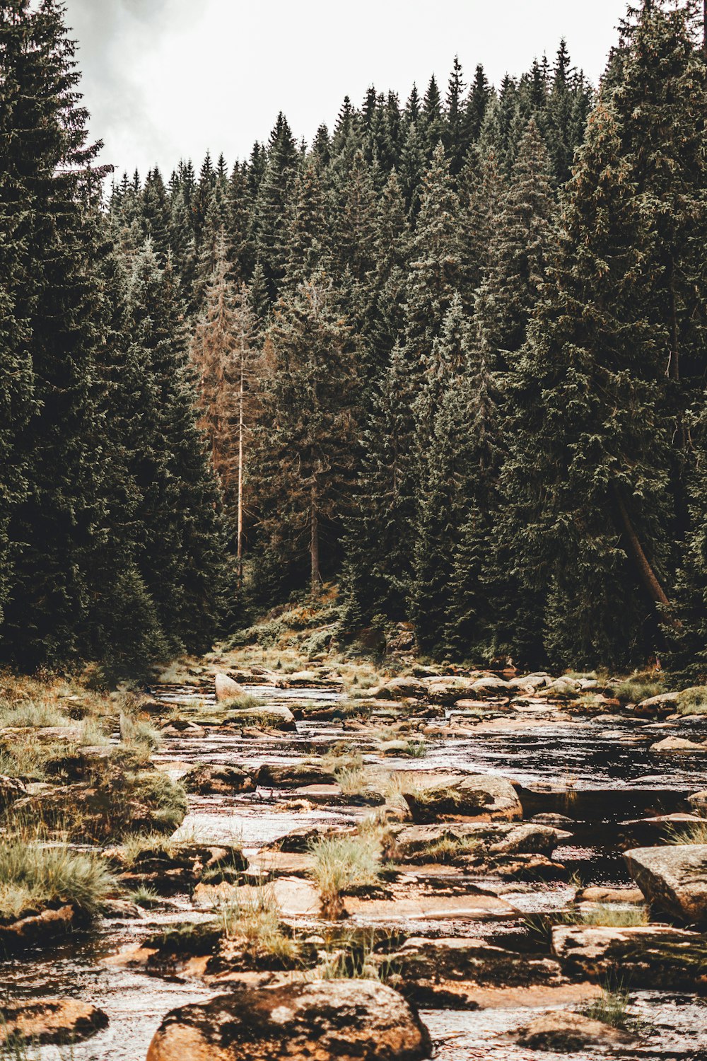 a forest filled with lots of trees and rocks