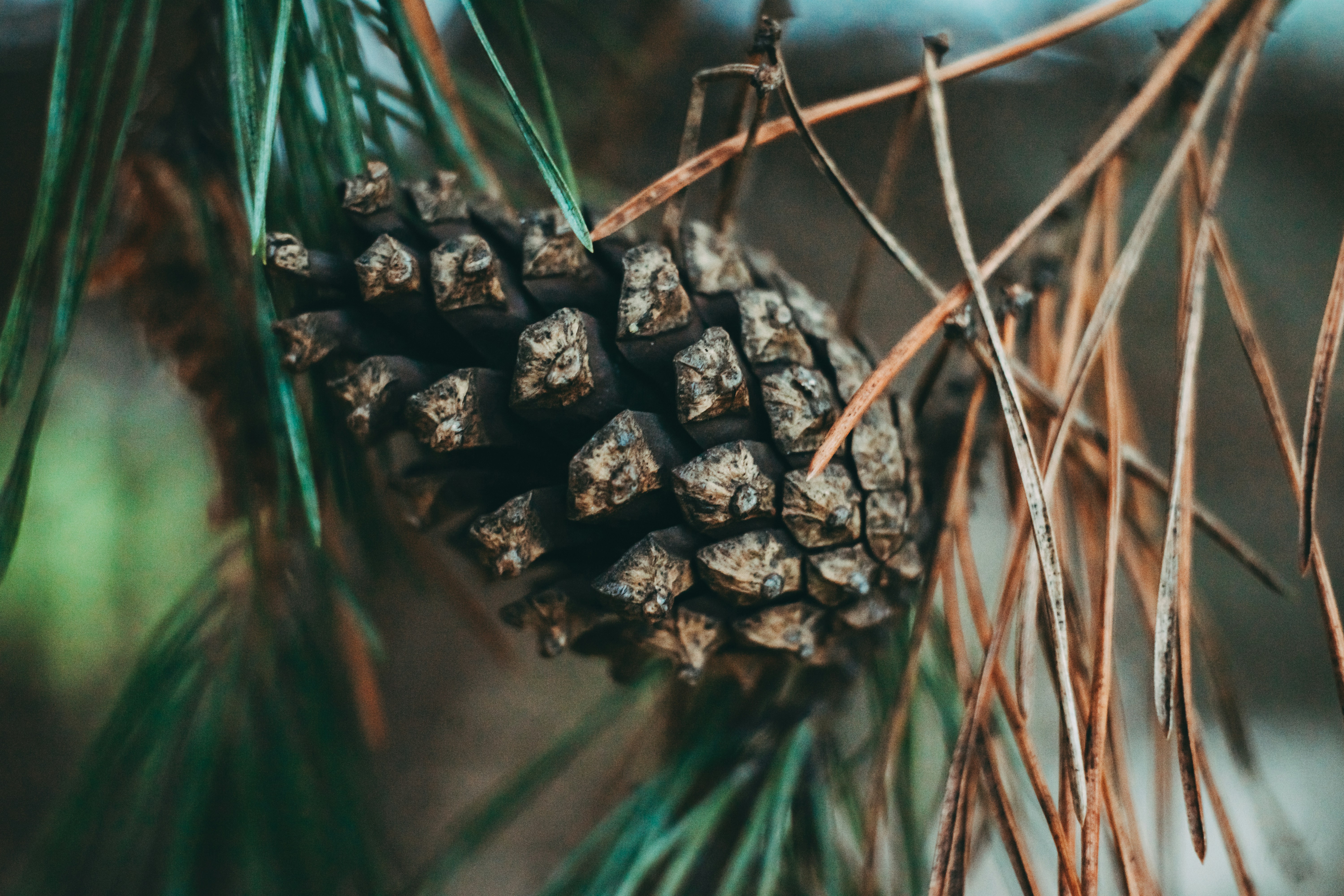 Photo by wojtekpaczes