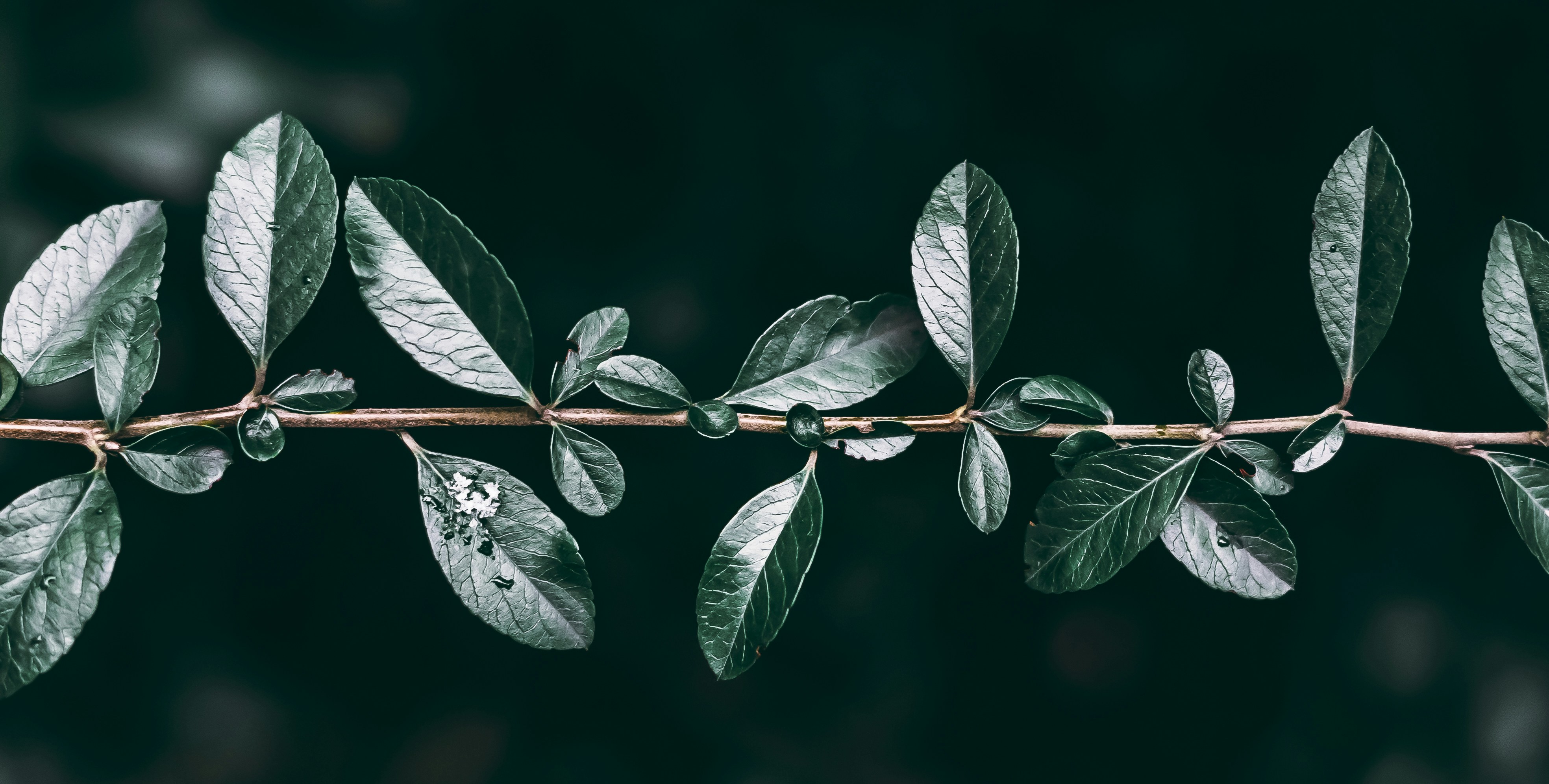 Photo by wojtekpaczes