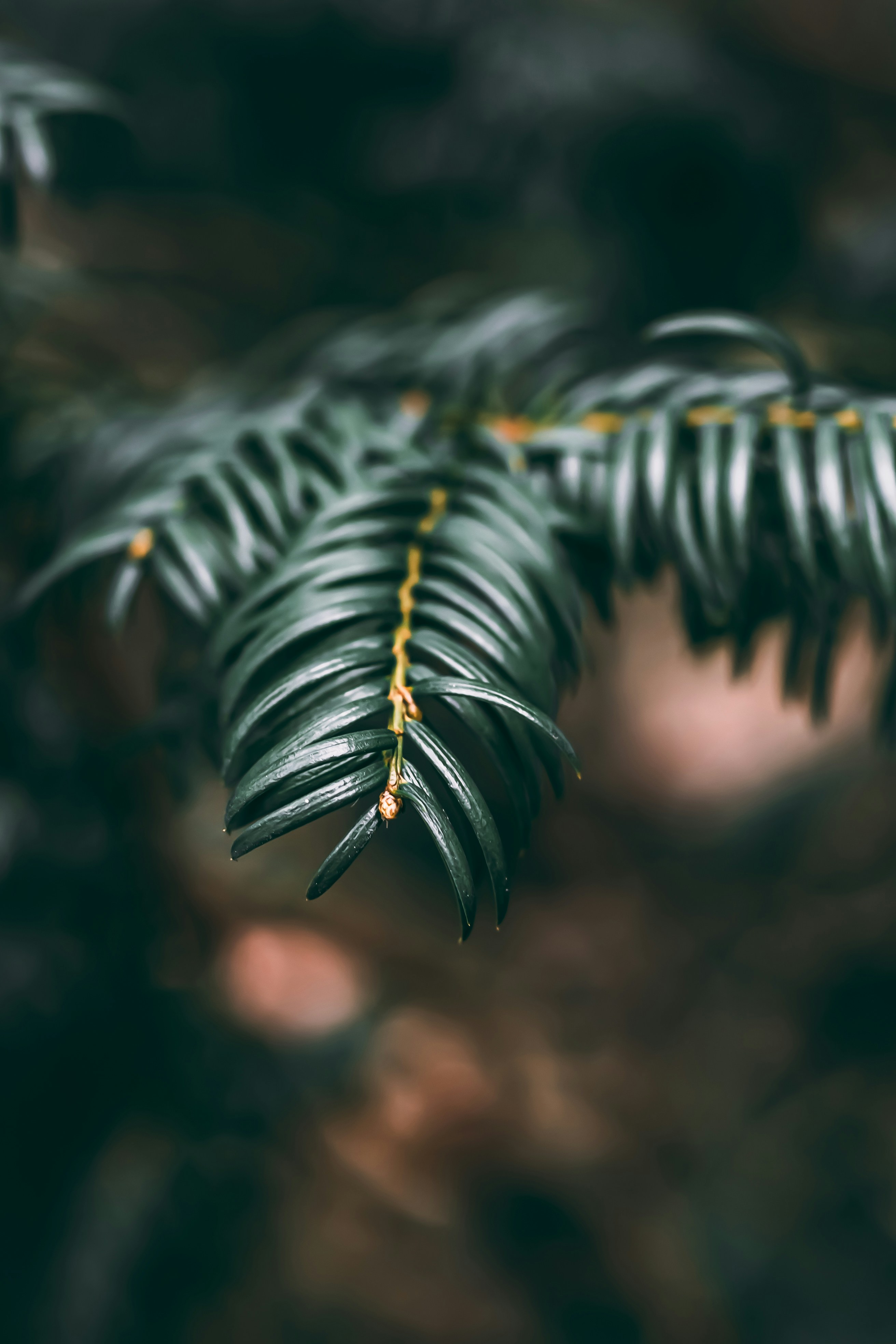 Photo by wojtekpaczes