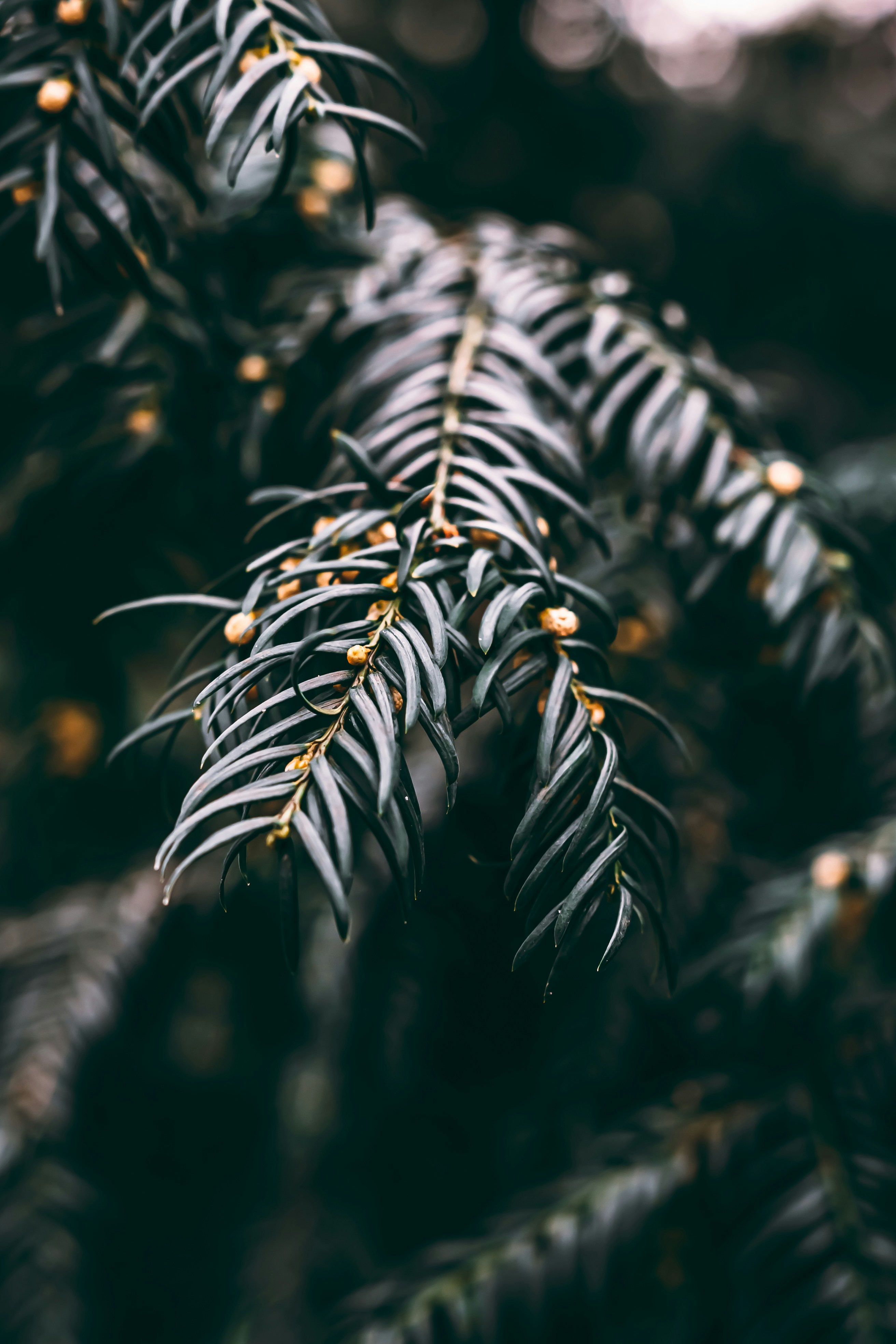 Photo by wojtekpaczes