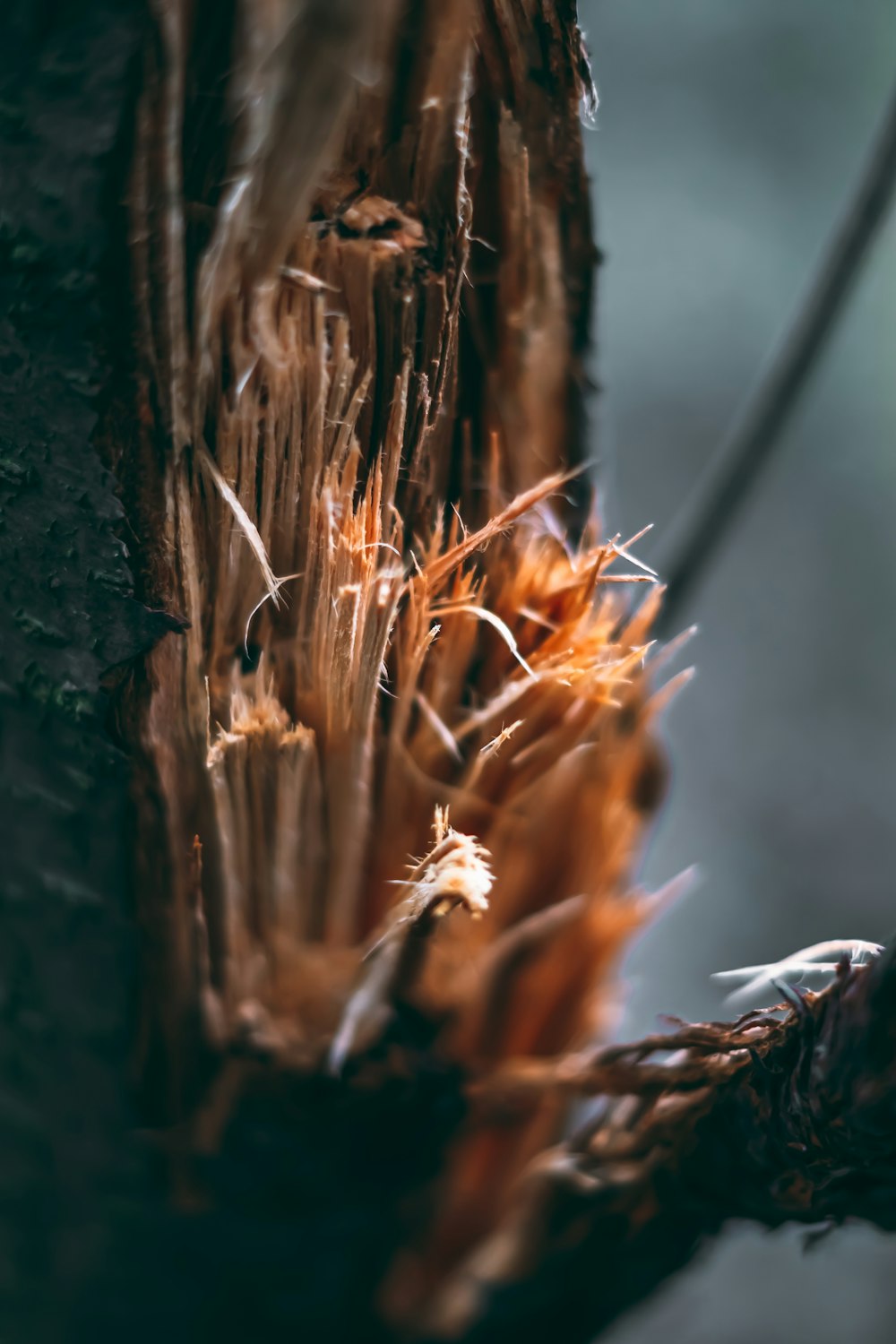 a close up of the bark of a tree