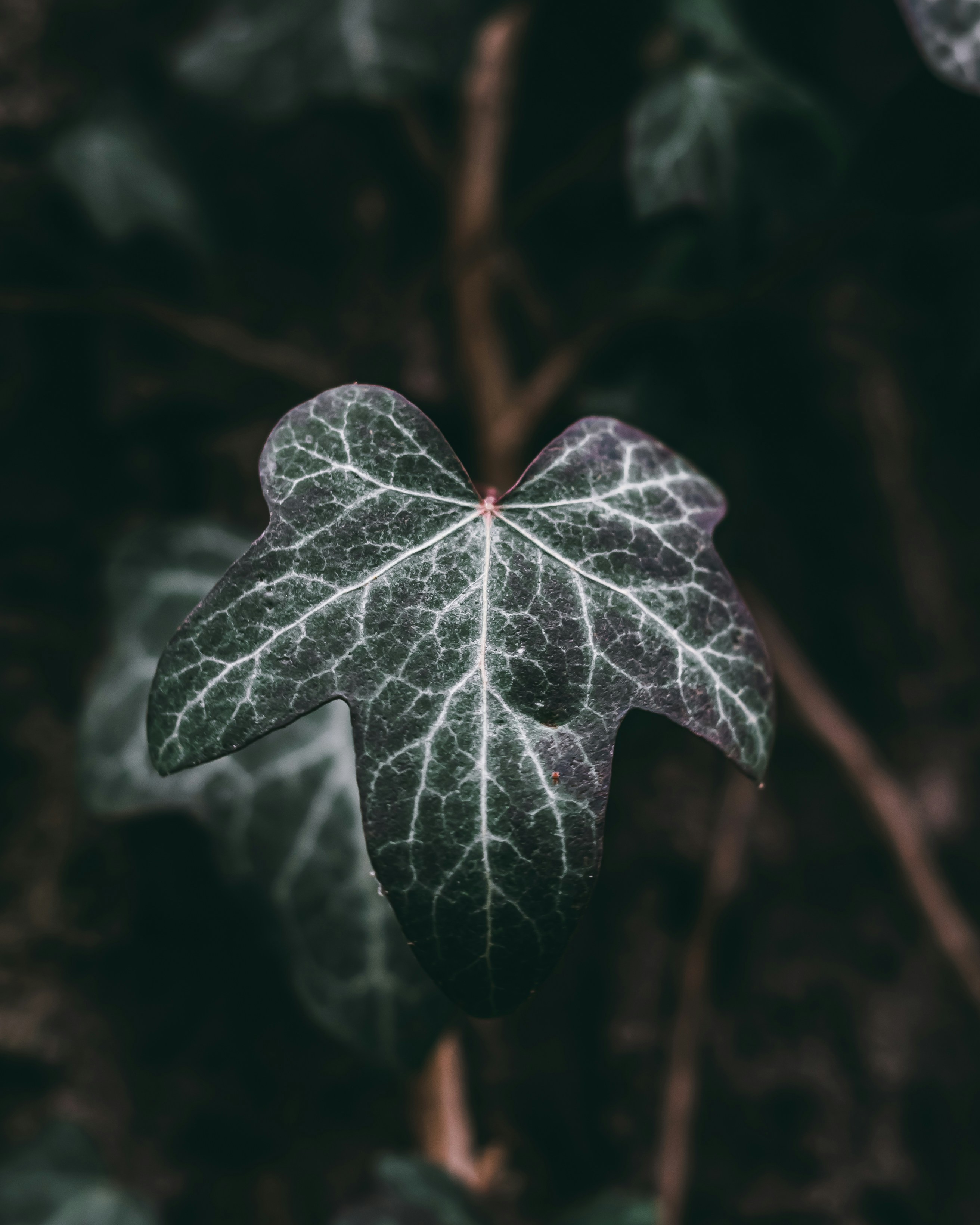 Photo by wojtekpaczes