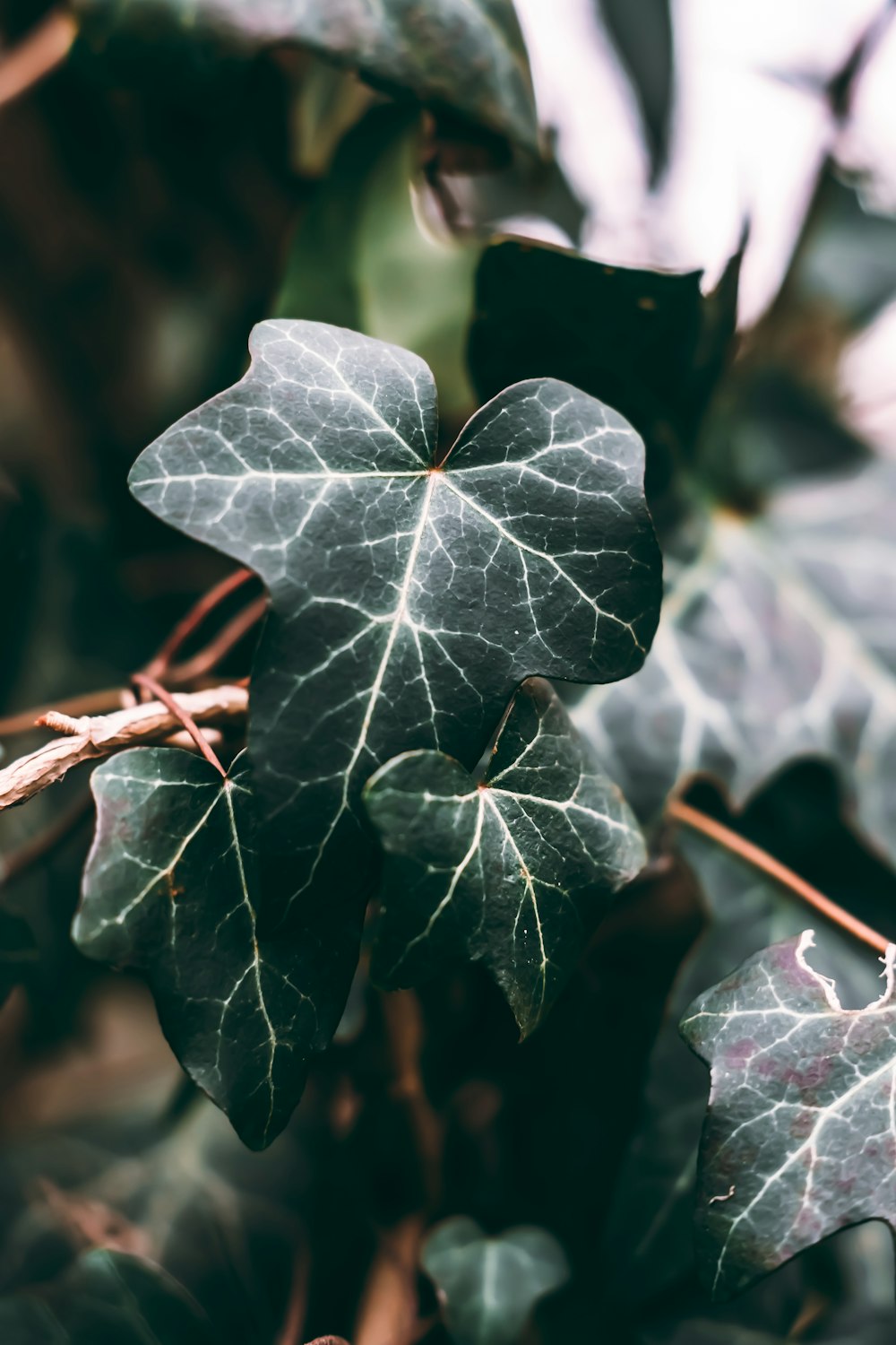 葉を持つ植物のクローズアップ