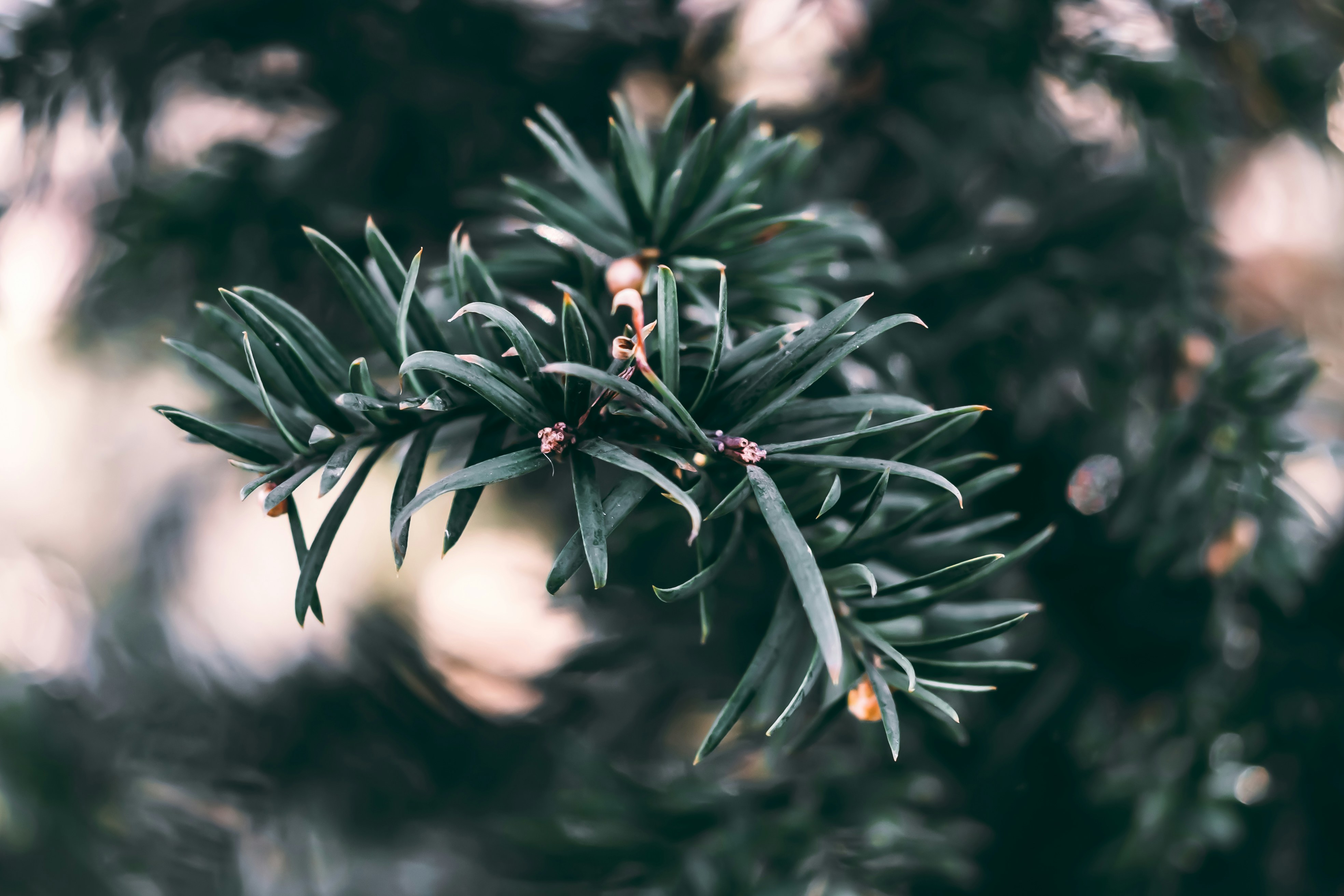 Photo by wojtekpaczes