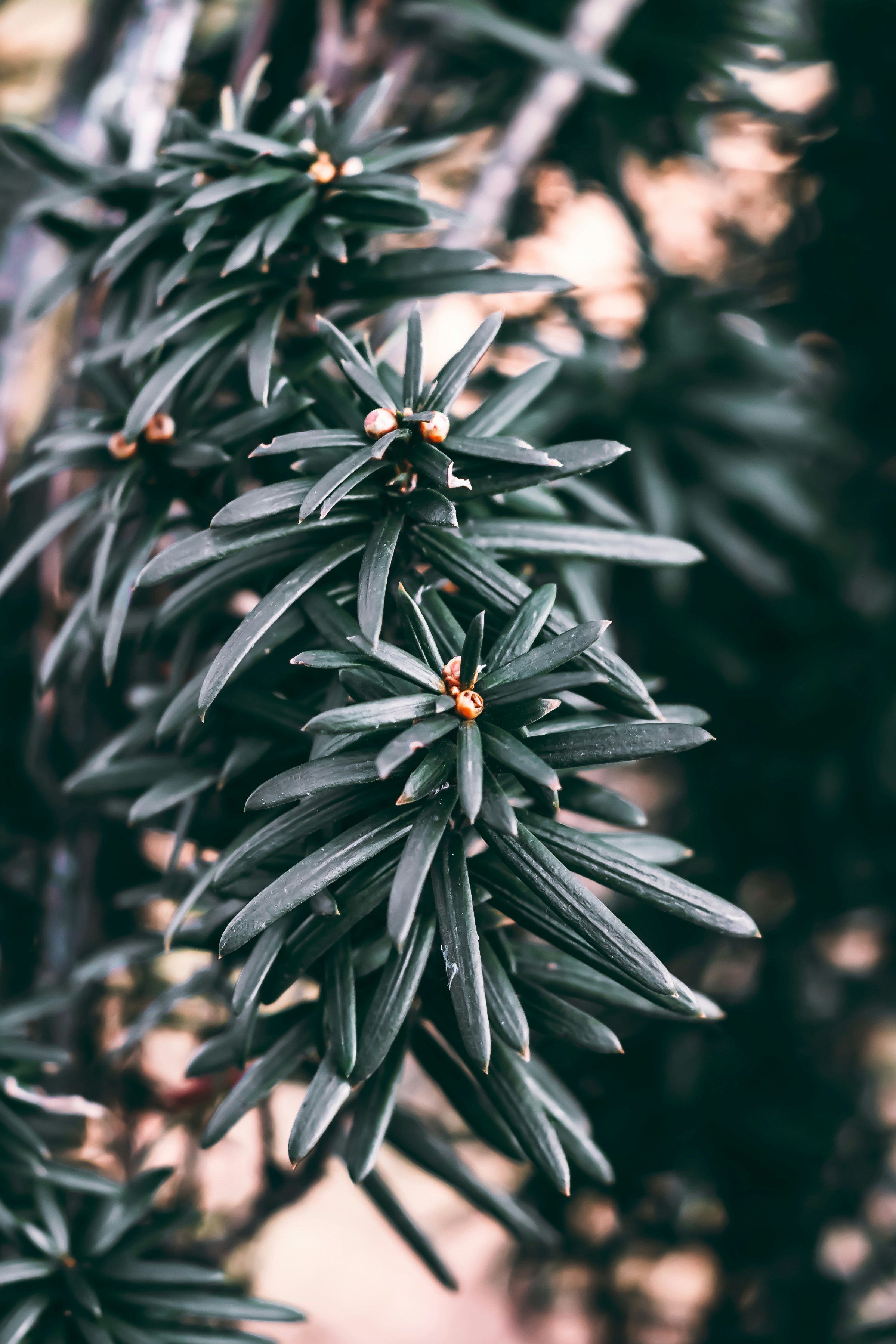 Photo by wojtekpaczes