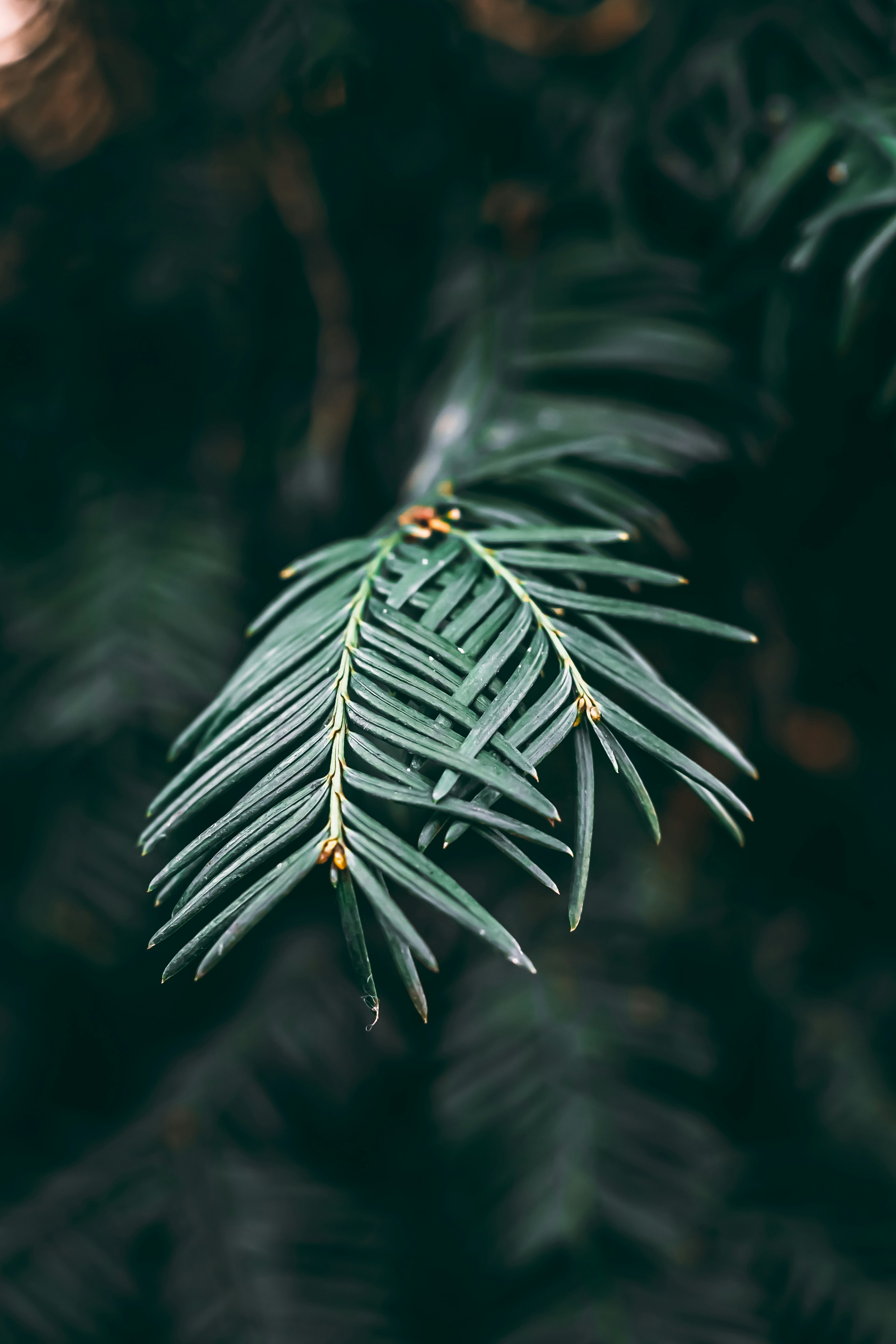 Photo by wojtekpaczes