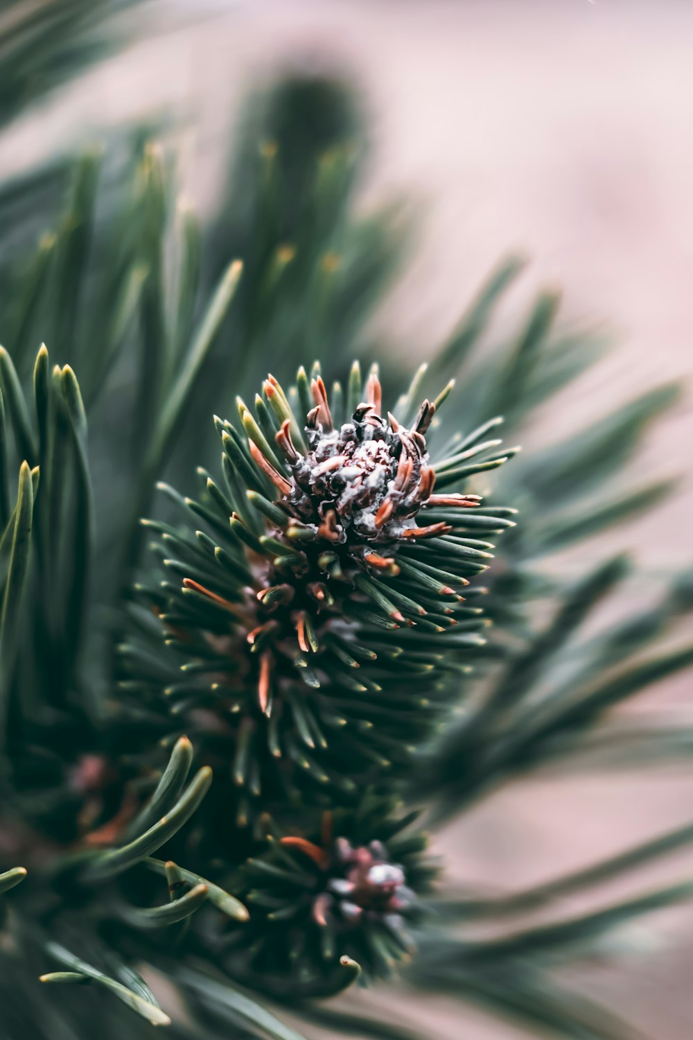 a close up of a pine tree branch