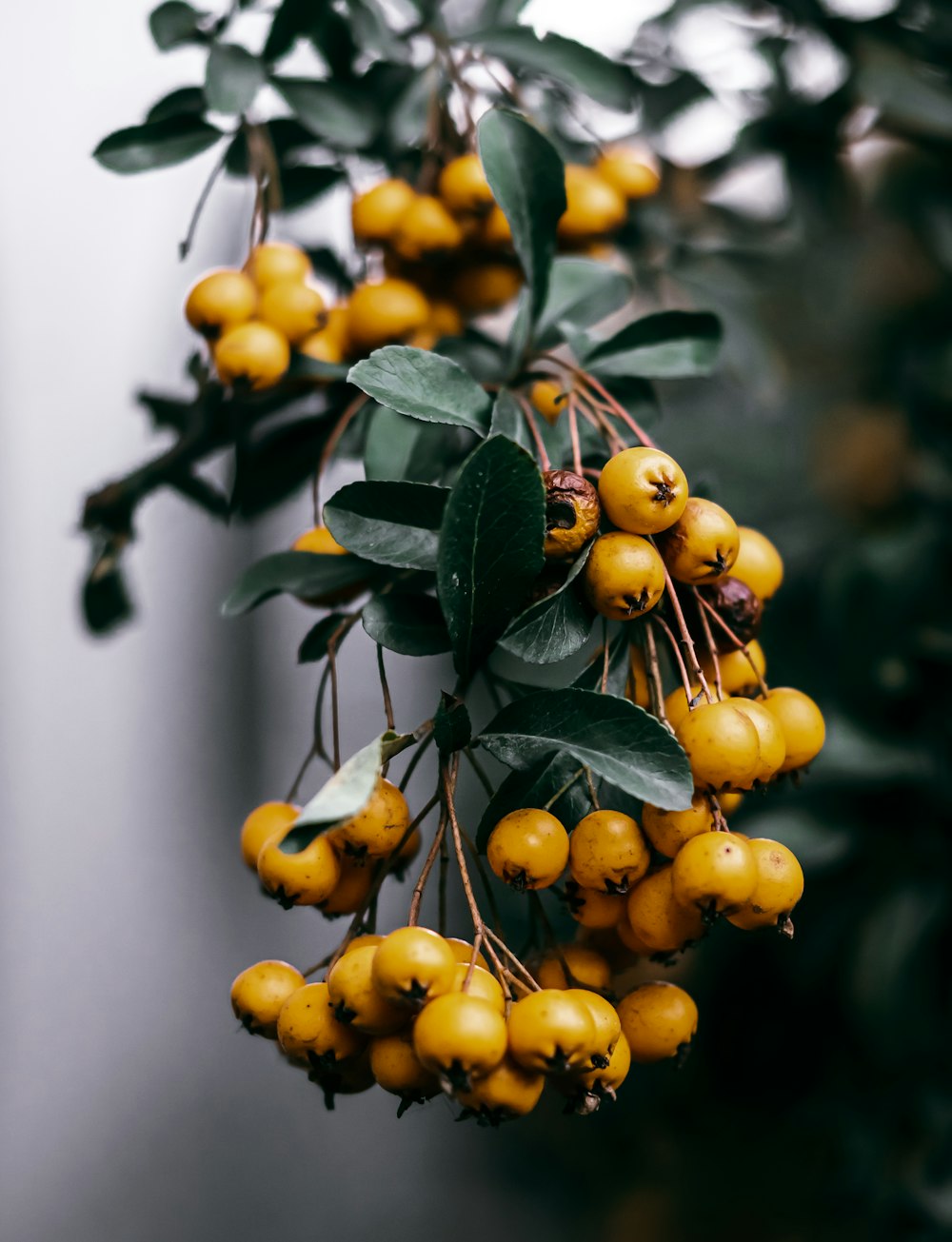 a bunch of yellow berries hanging from a tree
