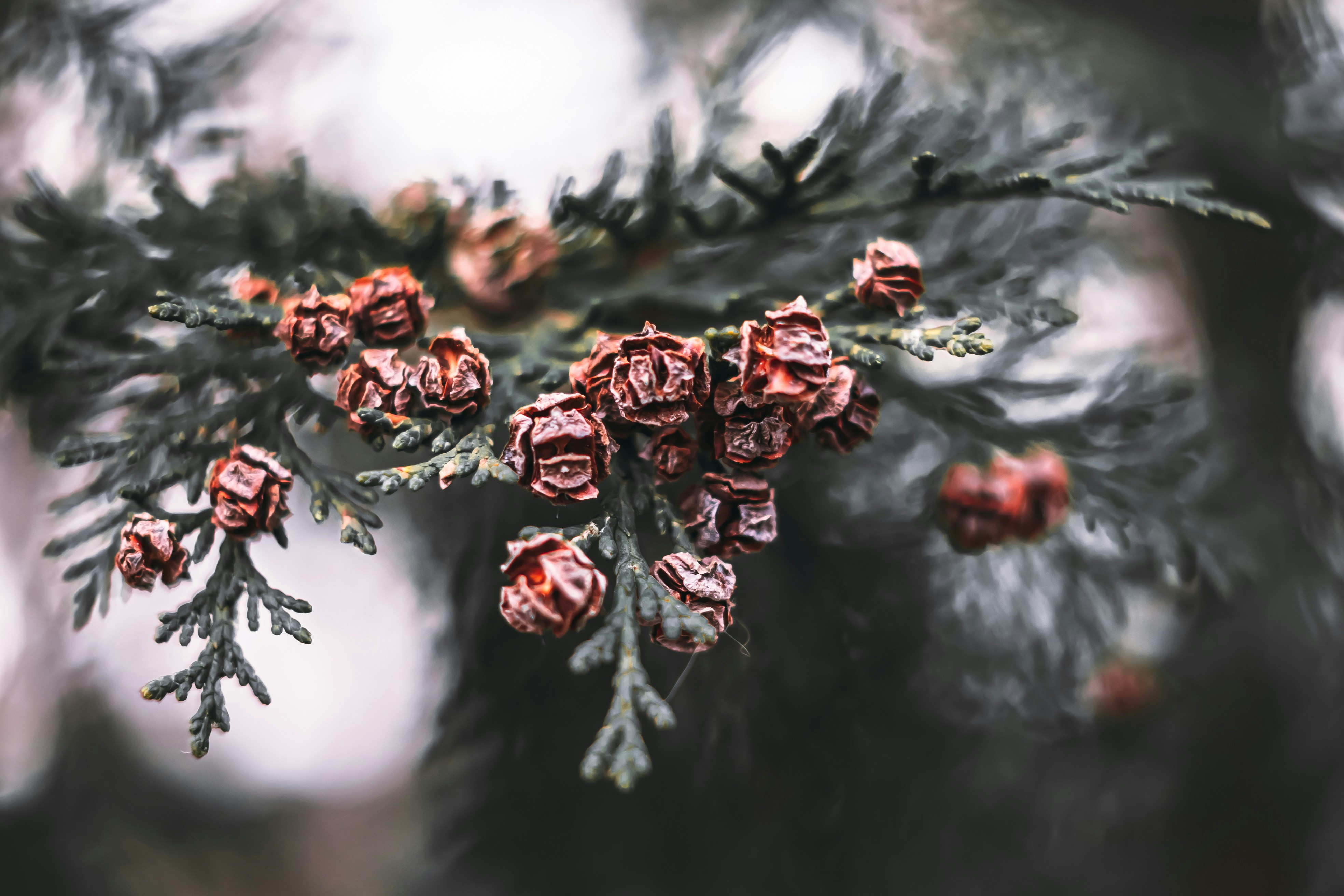 Photo by wojtekpaczes